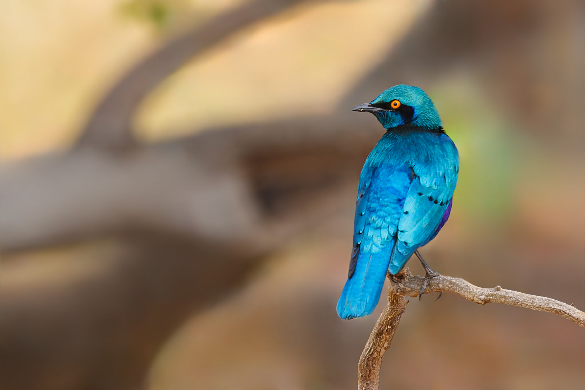 Greater Blue-eared Starling