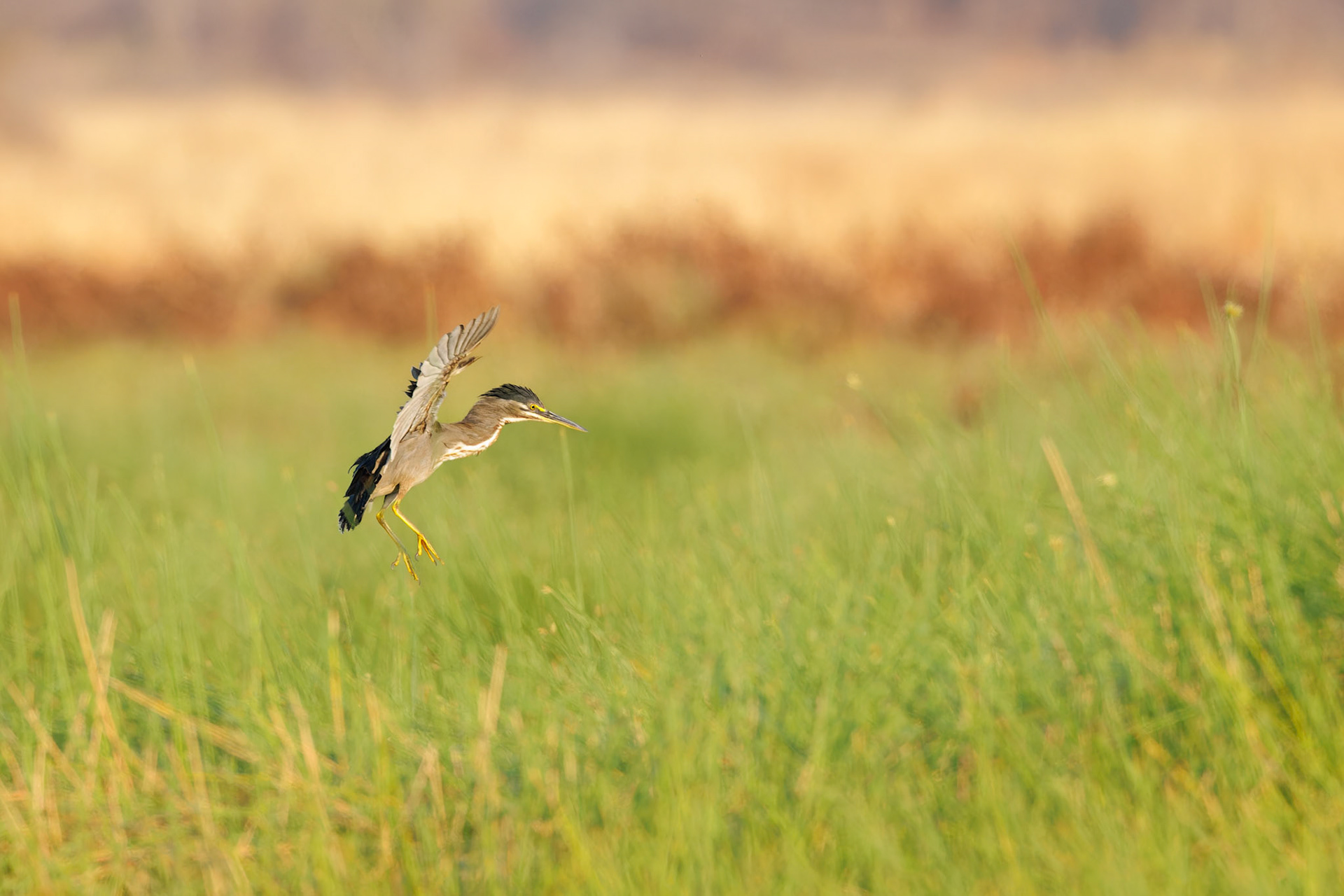 Striated Heron landing