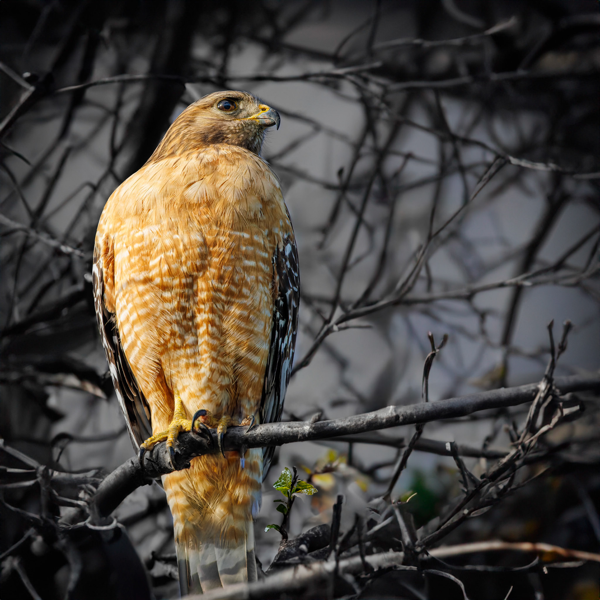 Red-shouldered Hawk