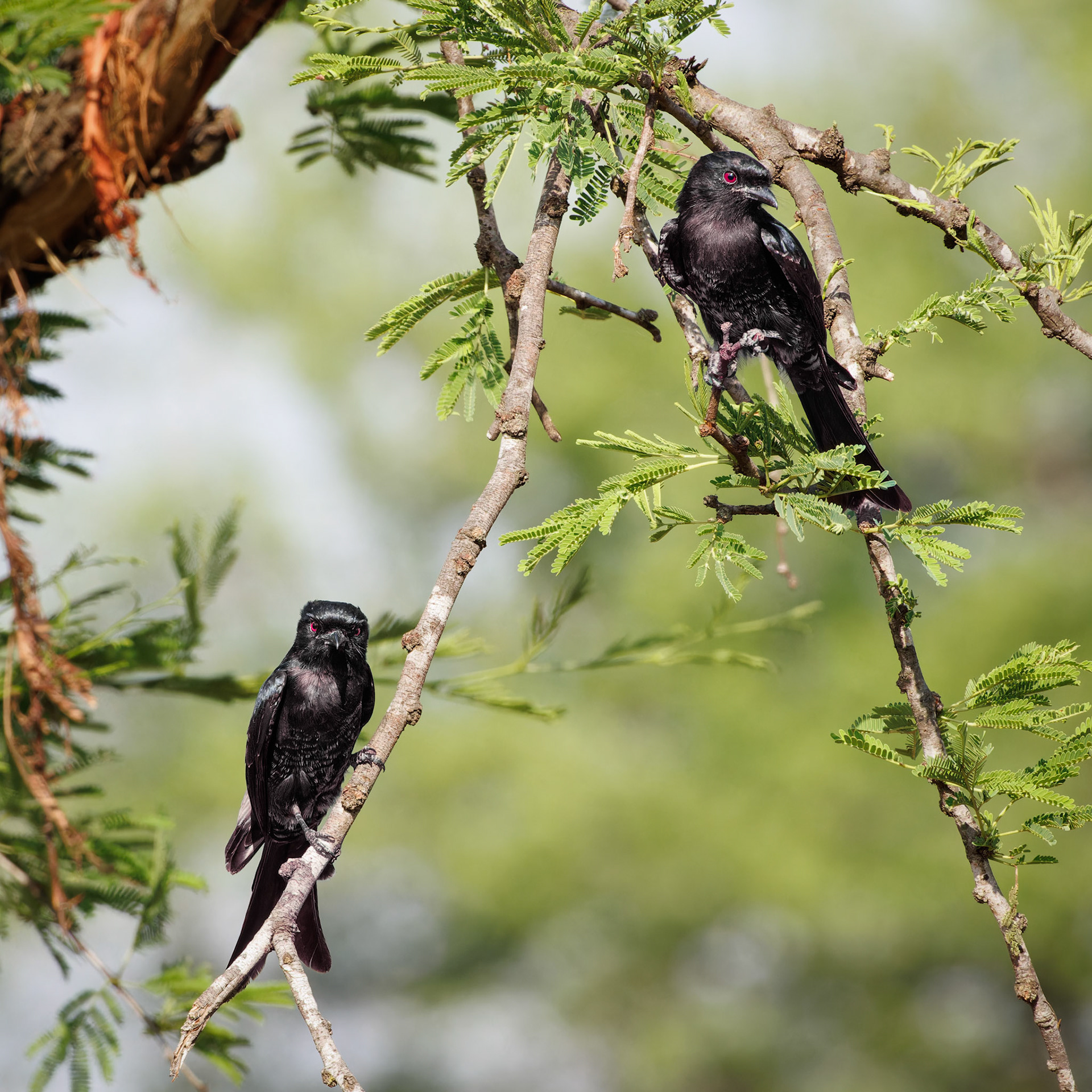 Fork-tailed Drongo