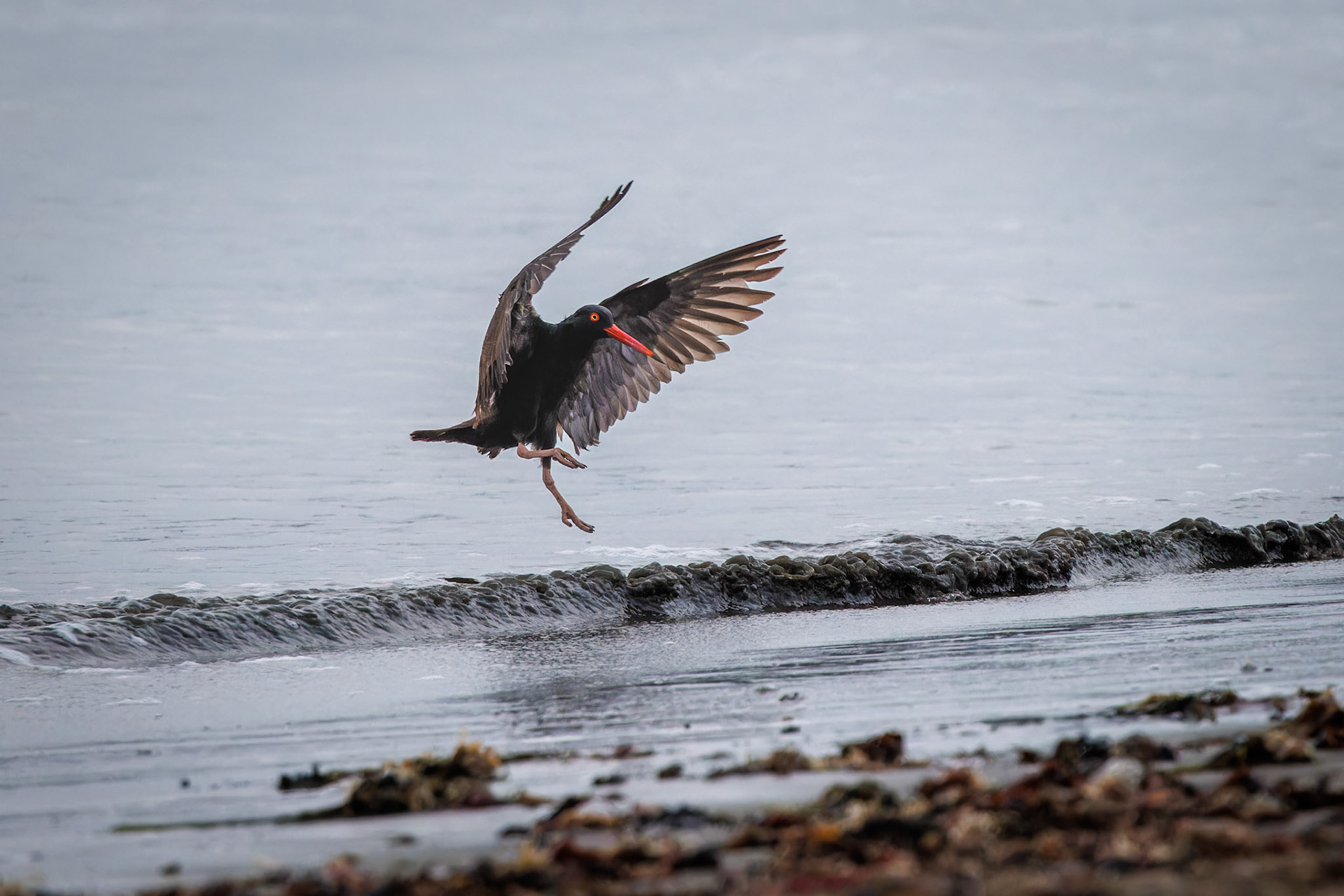 Black Oystercatcher