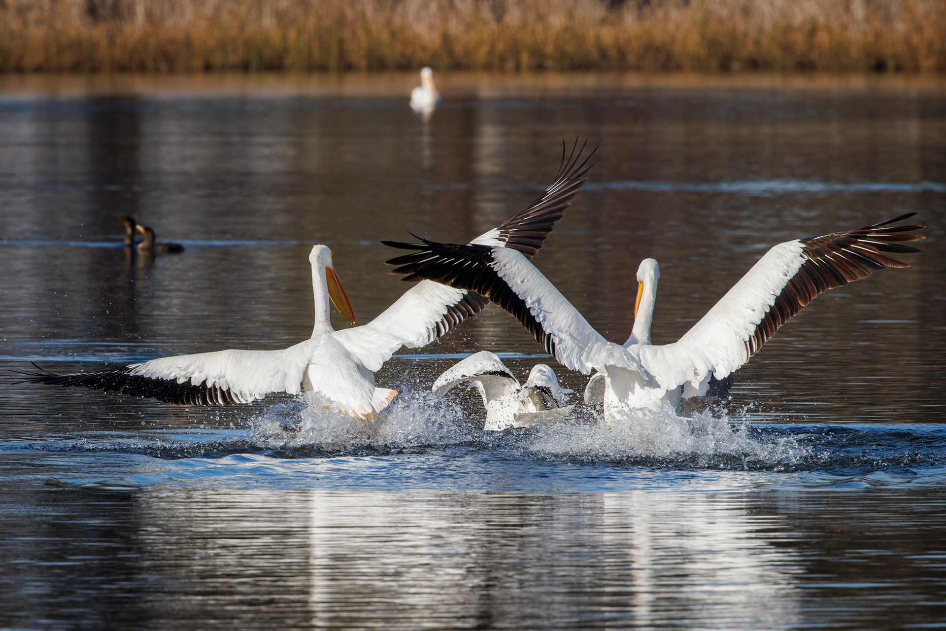 American White Pelican