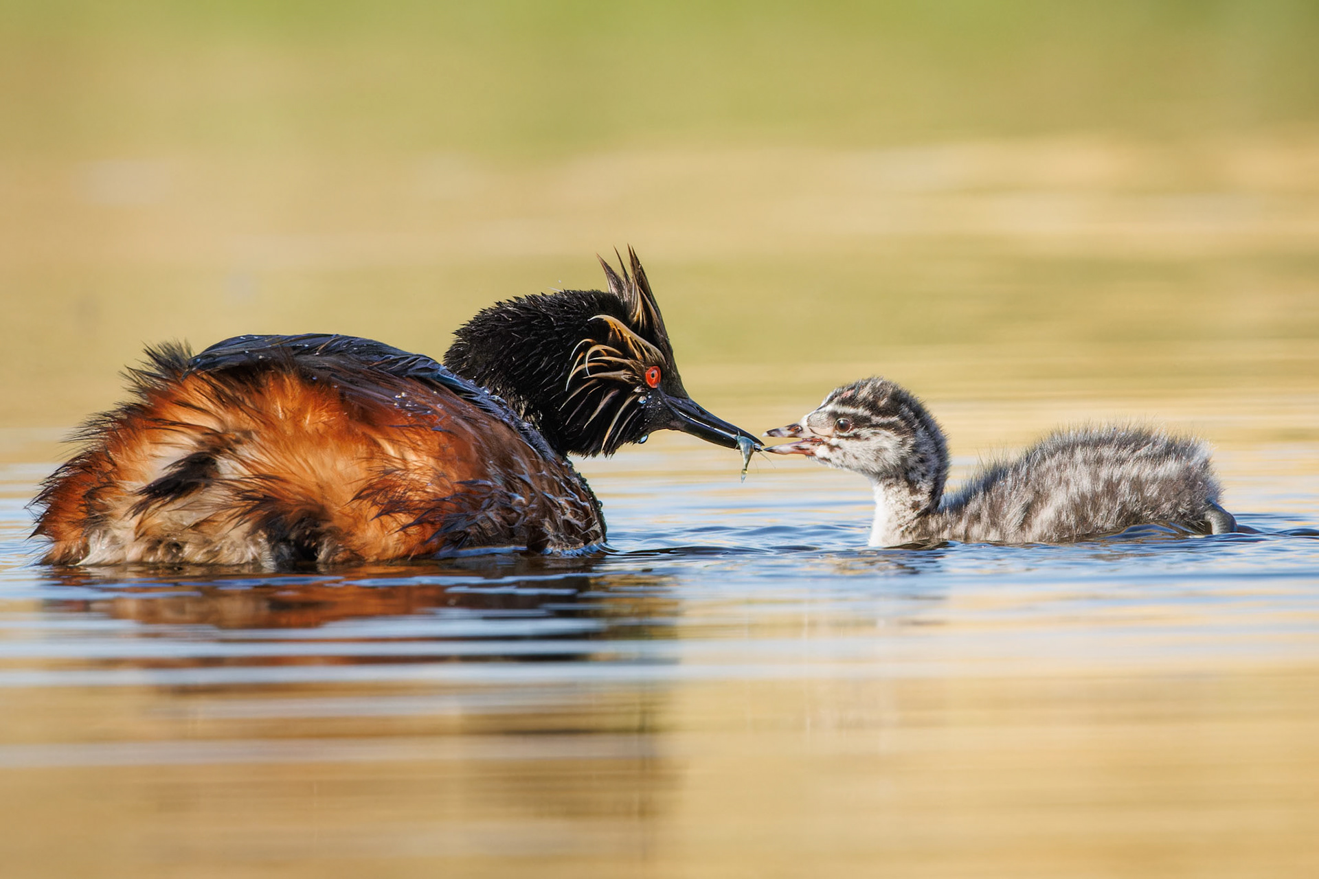 Eared Grebe feeding baby