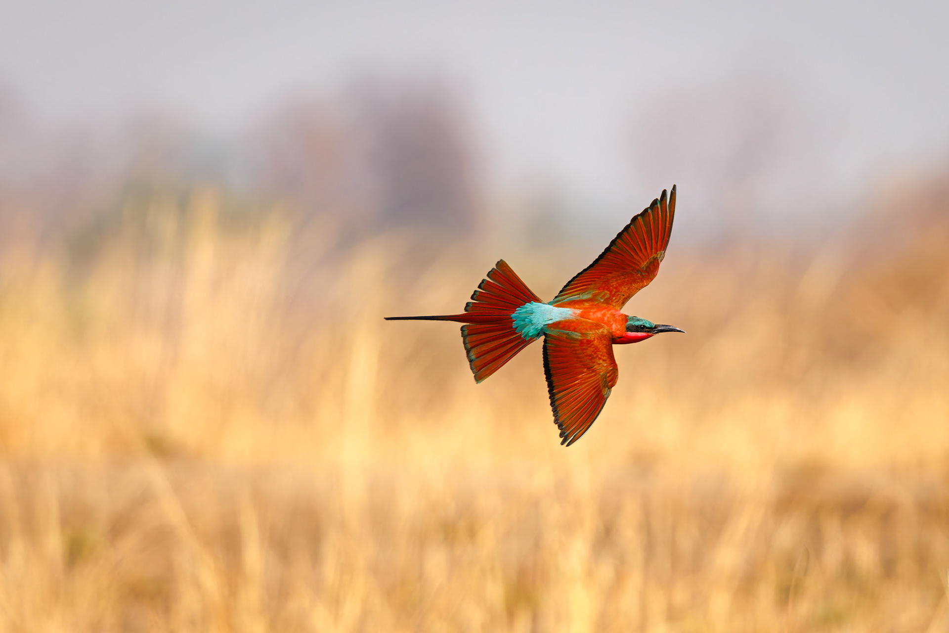Southern Carmine Bee-eater