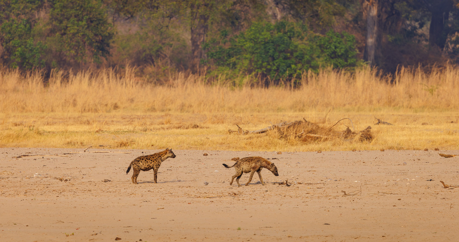 Spotted Hyenas