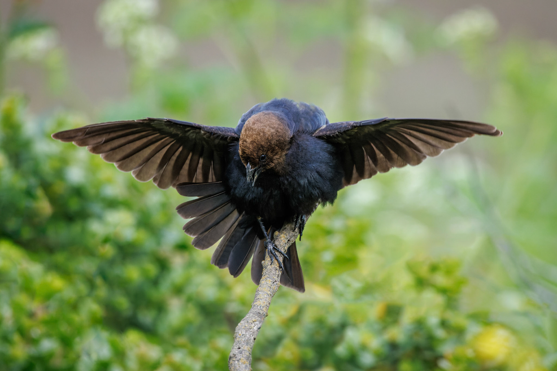 Brown-headed Cowbird calling