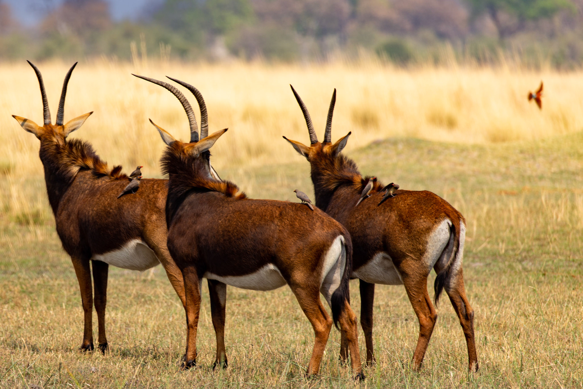 Sable Antelope