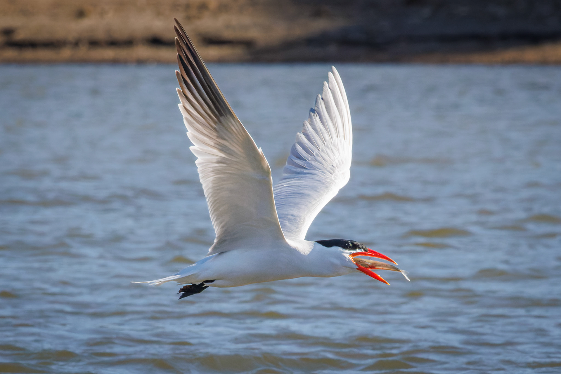 Caspian Tern swallowing fish mid air