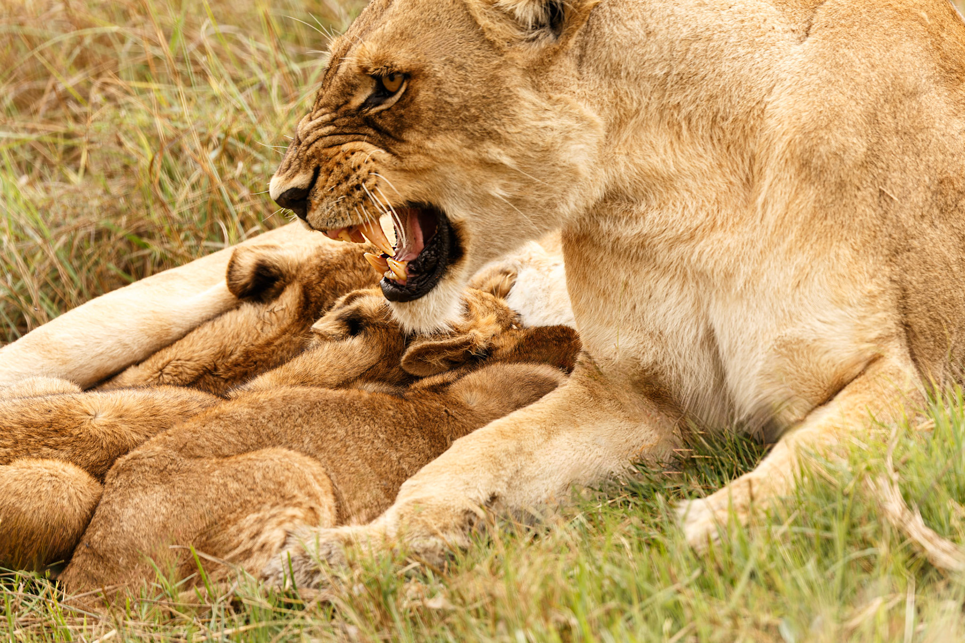 Mom angry with cubs