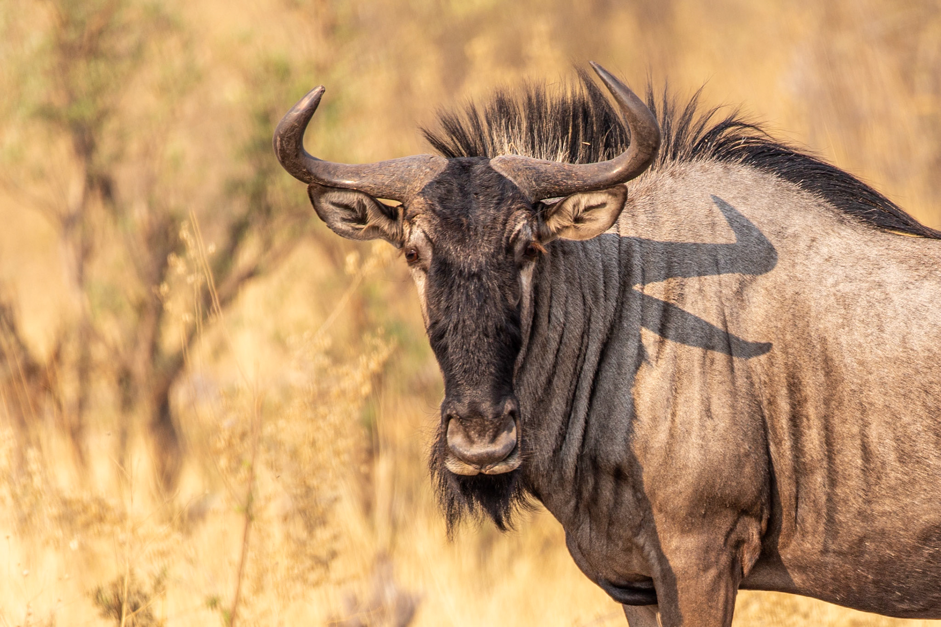Blue Wildebeest (aka Gnu)