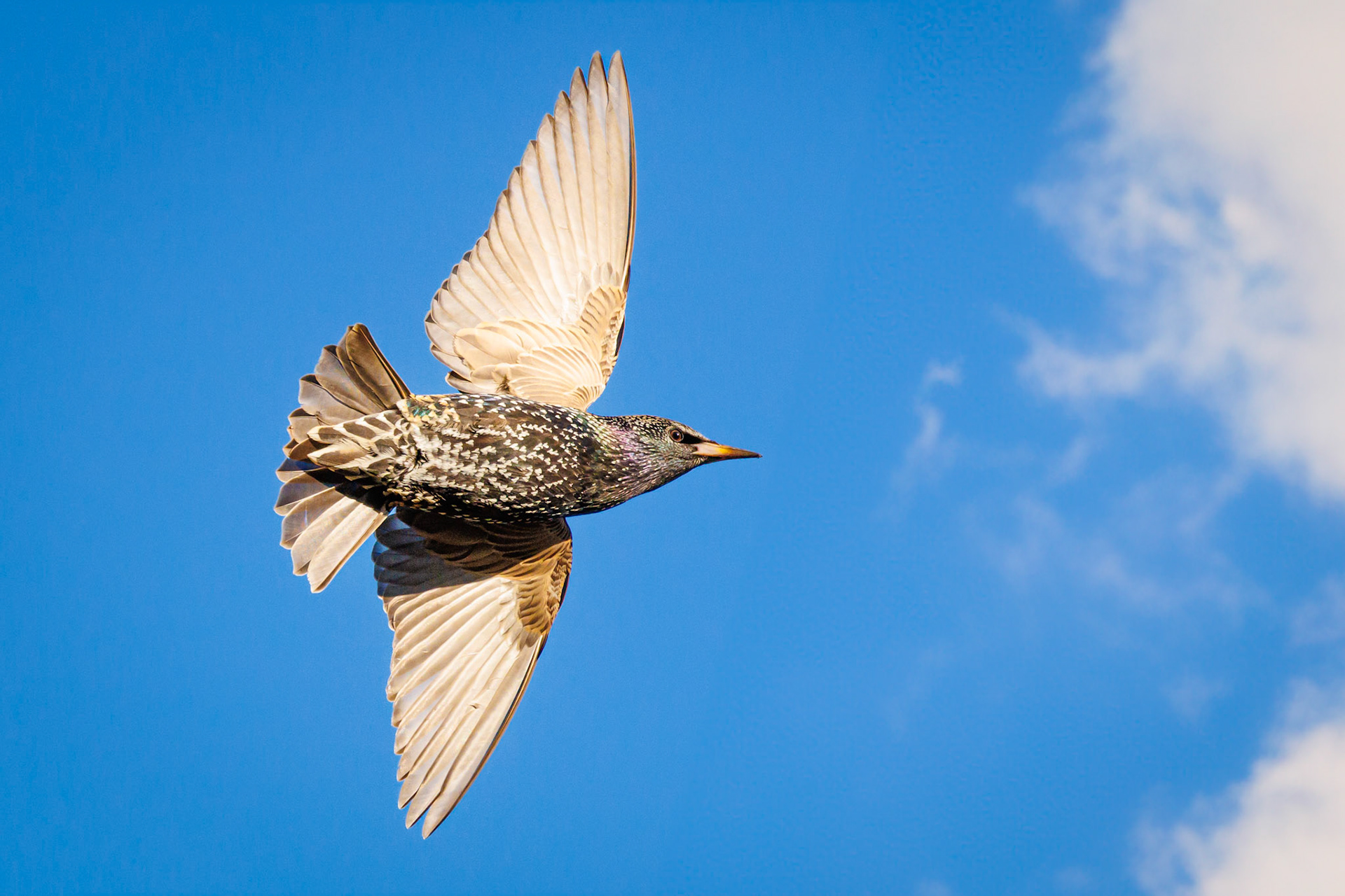 European Starling - nonbreeding adult
