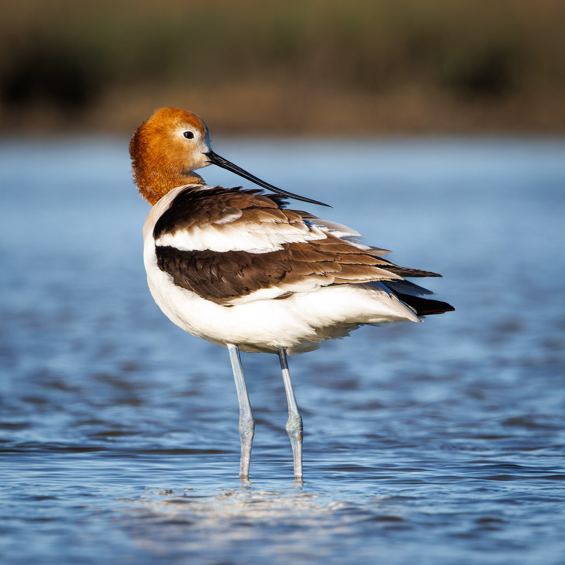 American Avocet in breeding plumage