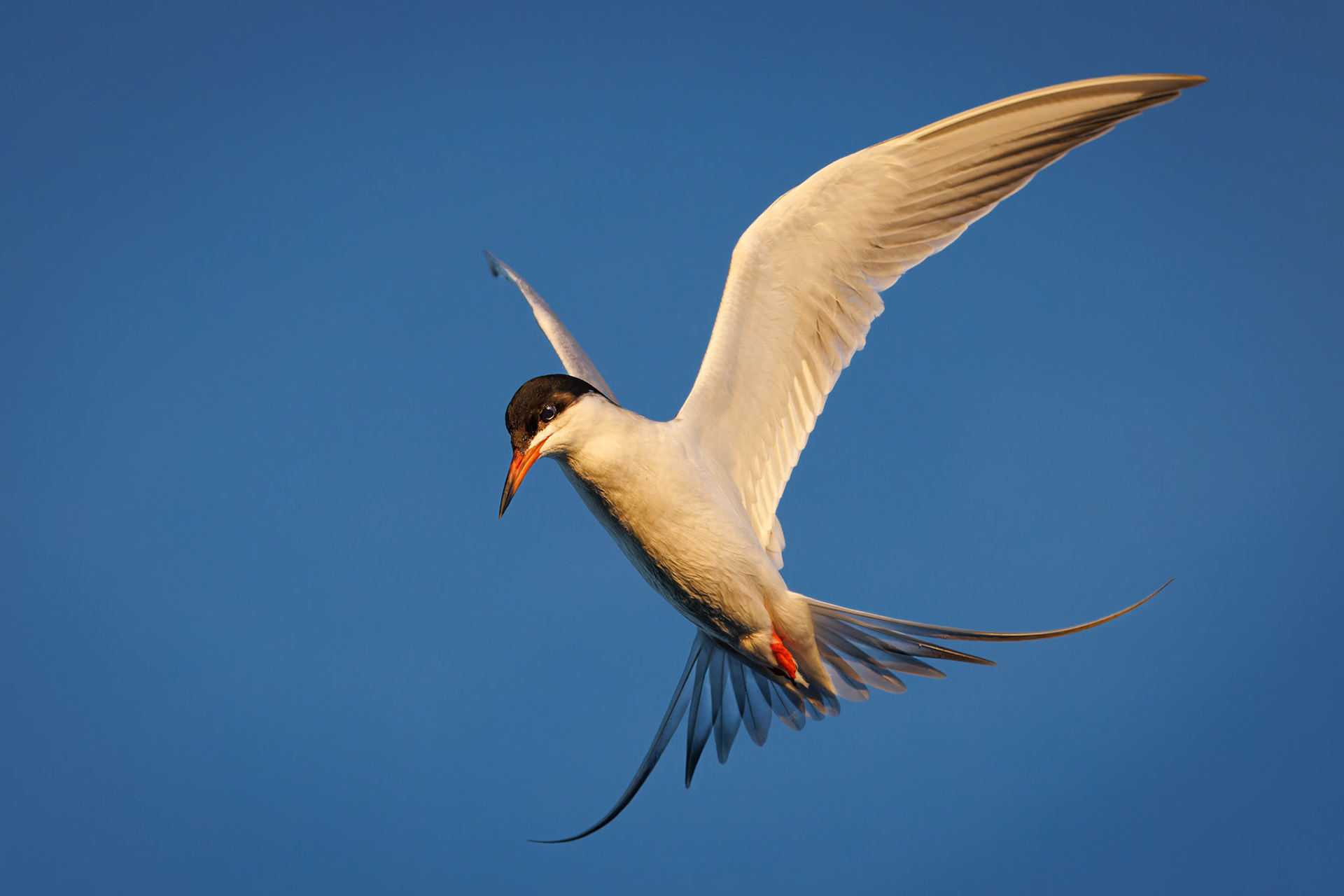Forster’s Tern hovering