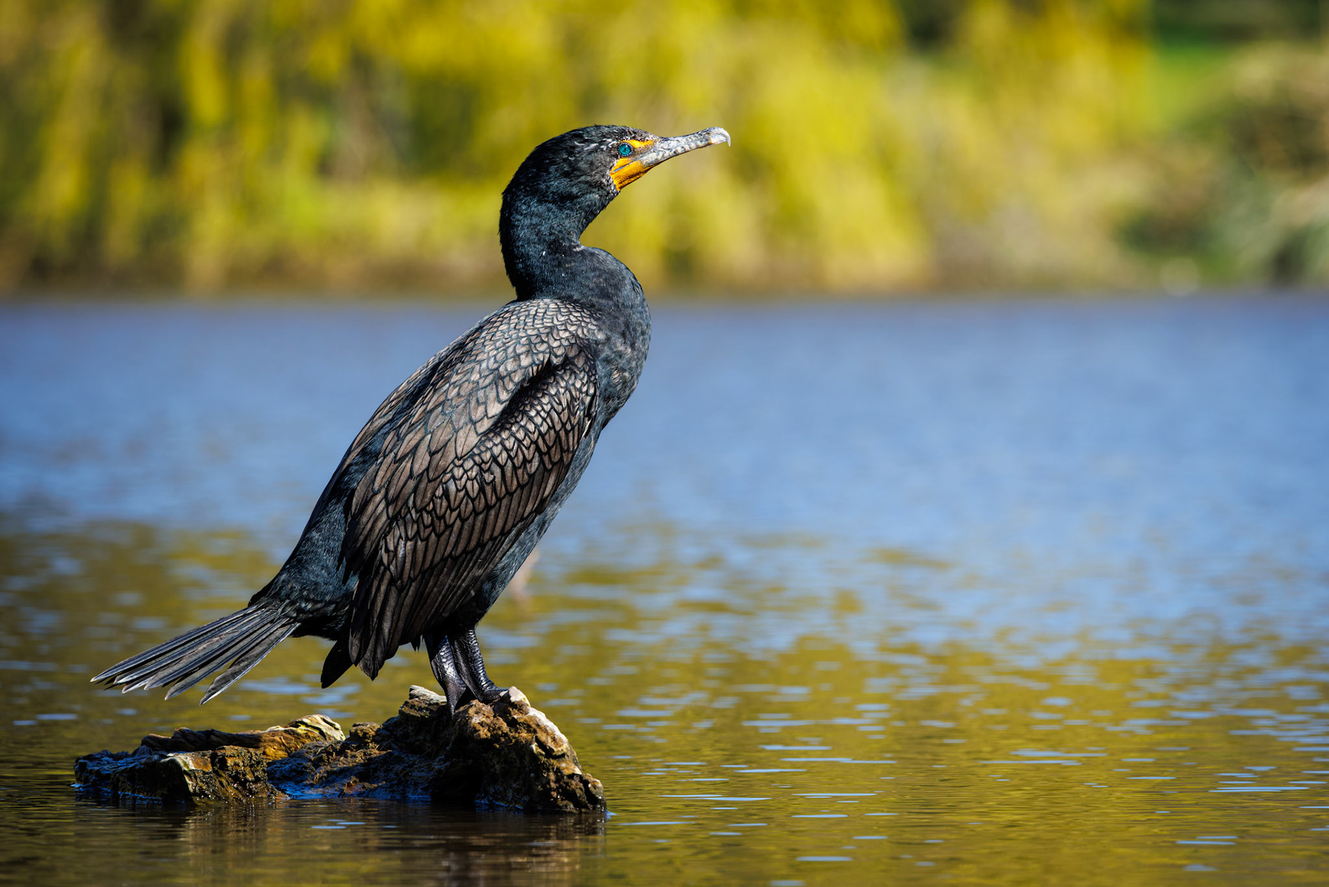 Double-crested Cormorant