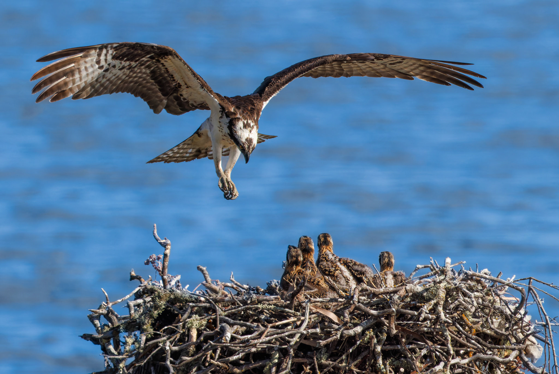 Osprey mom returning to nest