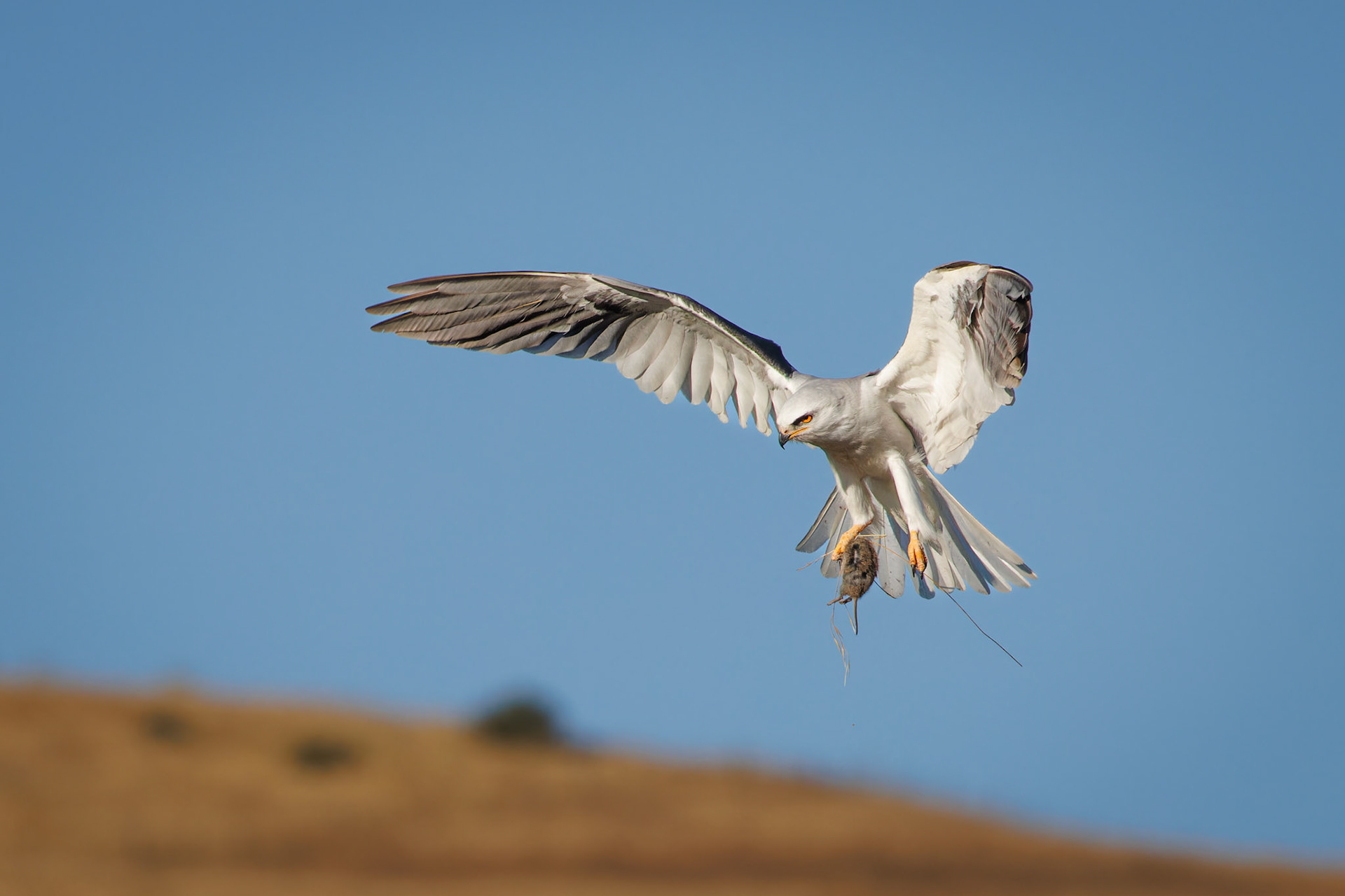White-tailed Kite home with dinner