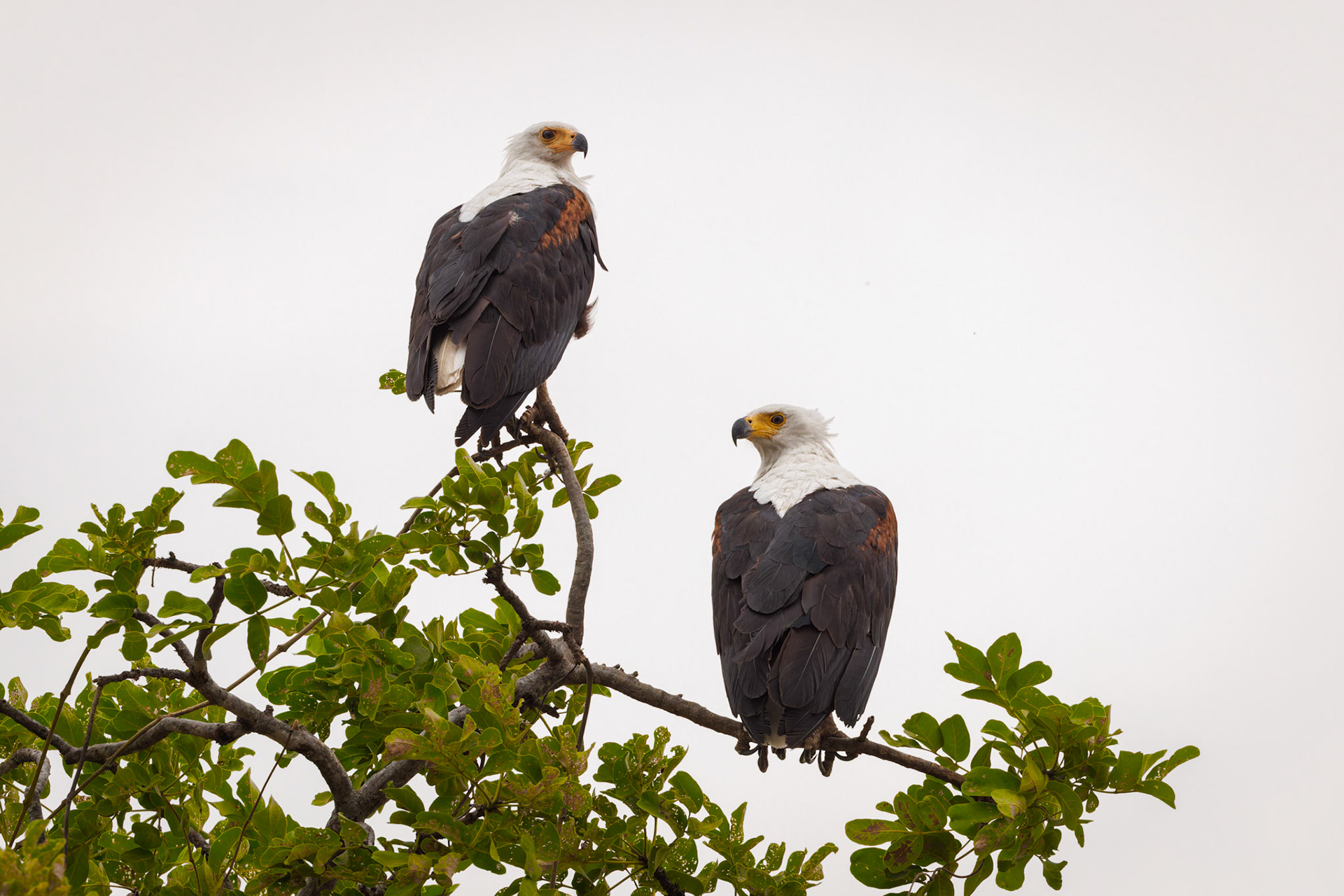 African Fish Eagle pair