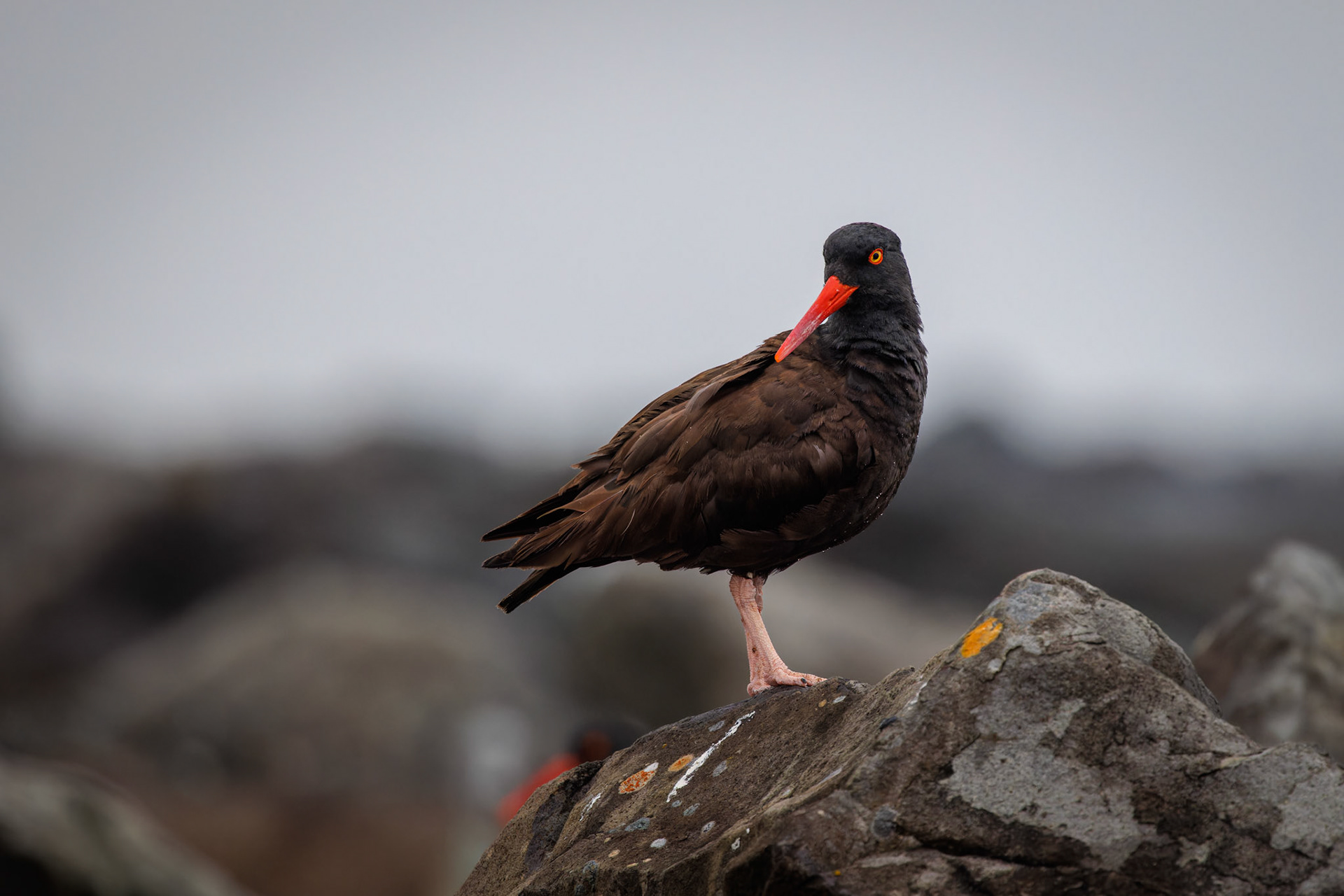 Black Oystercatcher