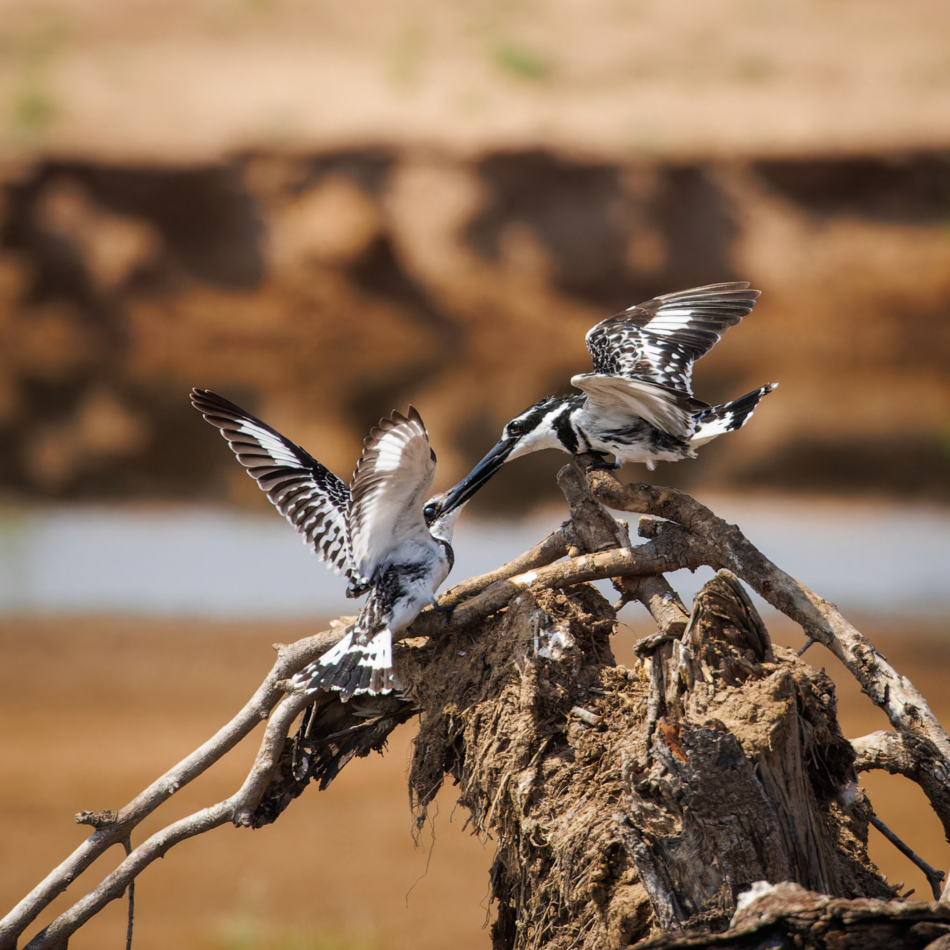 Pied Kingfisher courtship