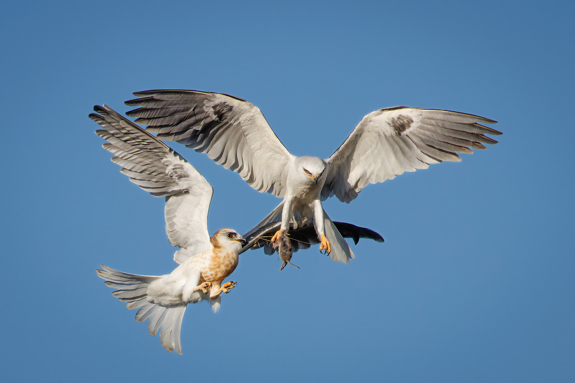 White-tailed Kite juvenile getting food from parent