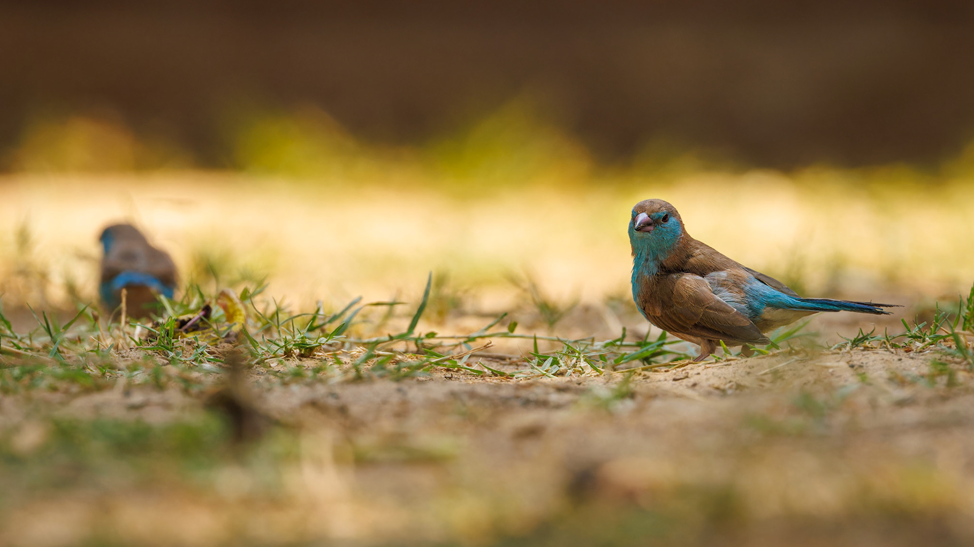 Blue Waxbill