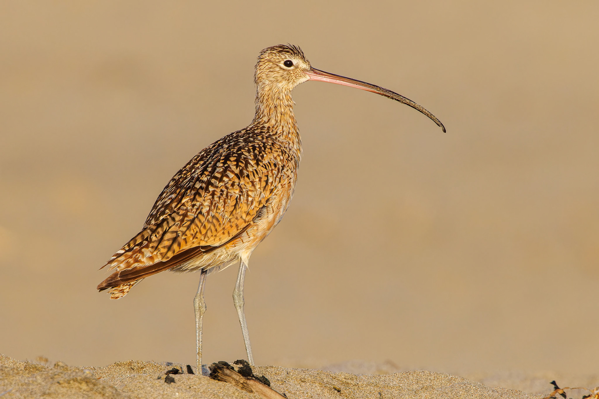 Long-billed Curlew