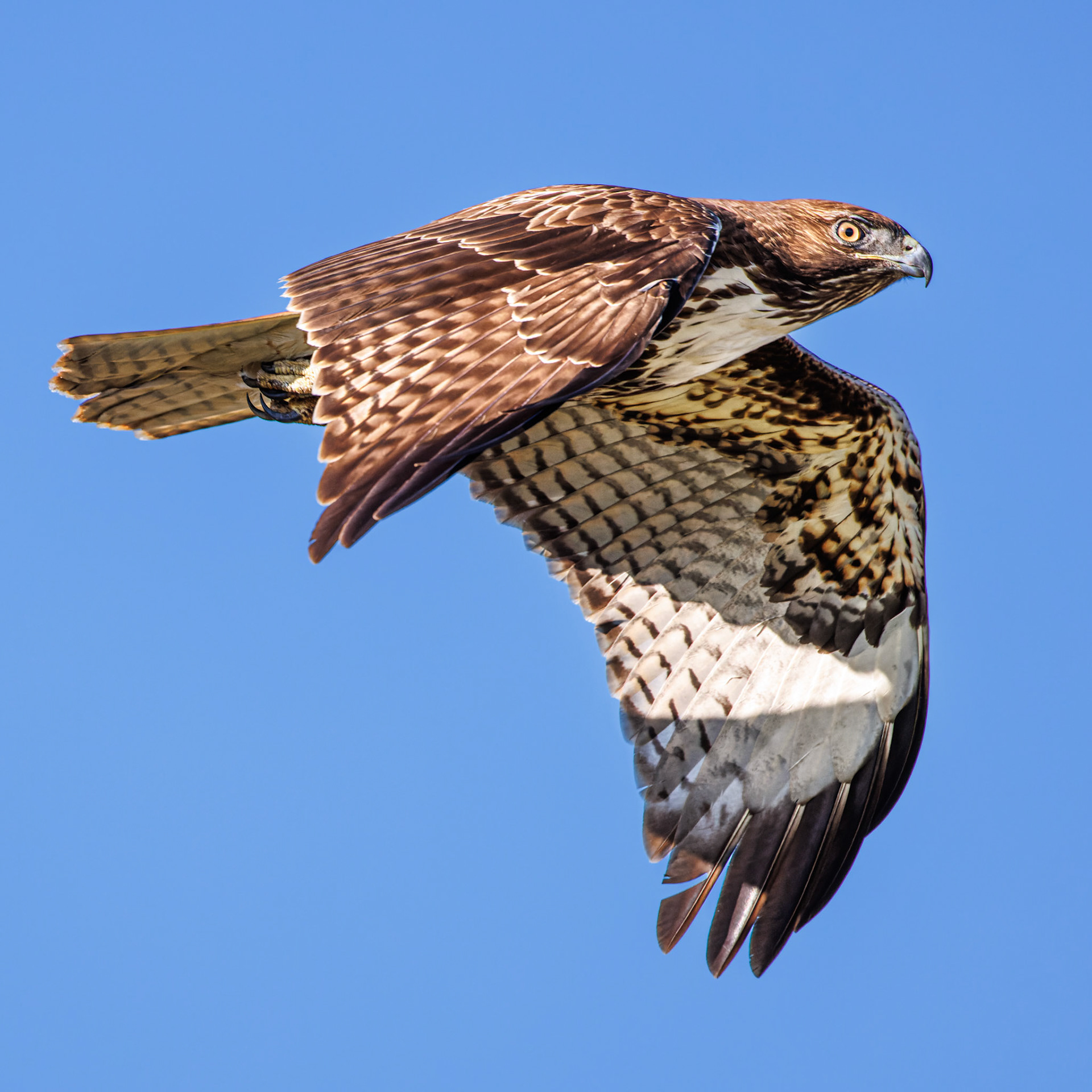 Red-tailed Hawk