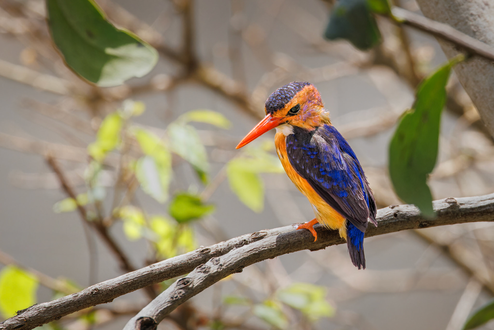 African Pygmy Kingfisher
