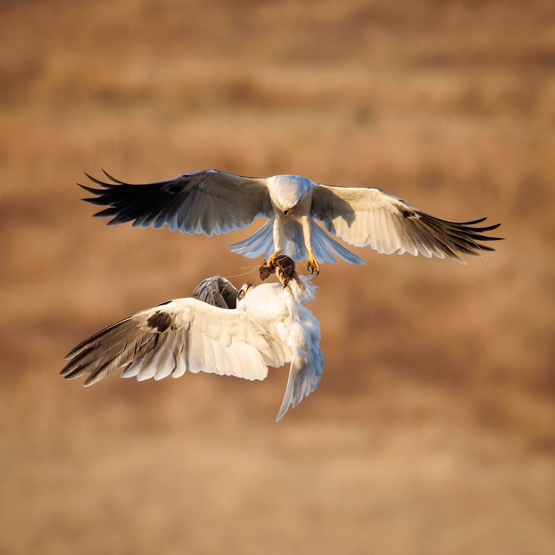 White-tailed Kites exchanging food