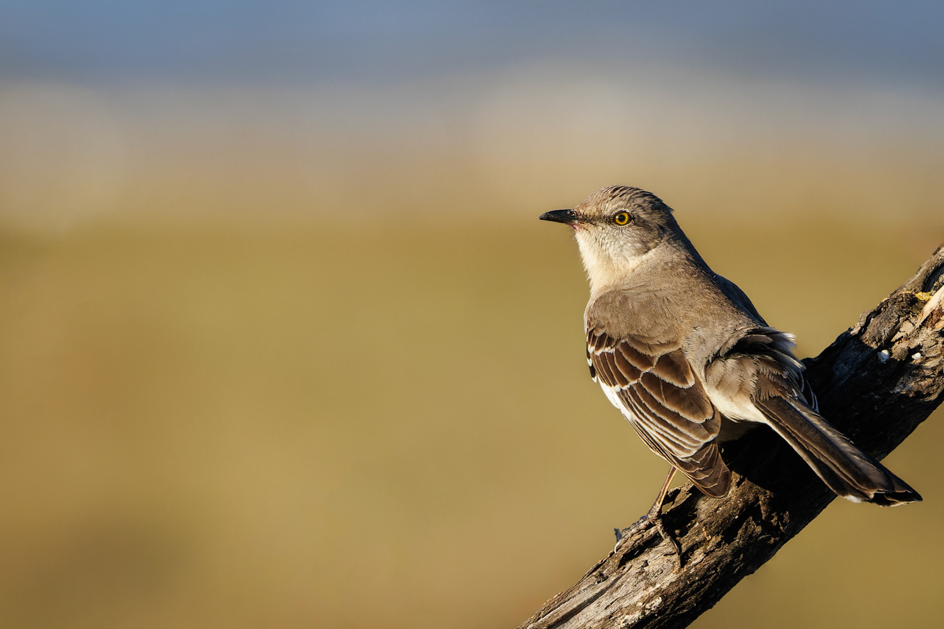 Northern Mockingbird