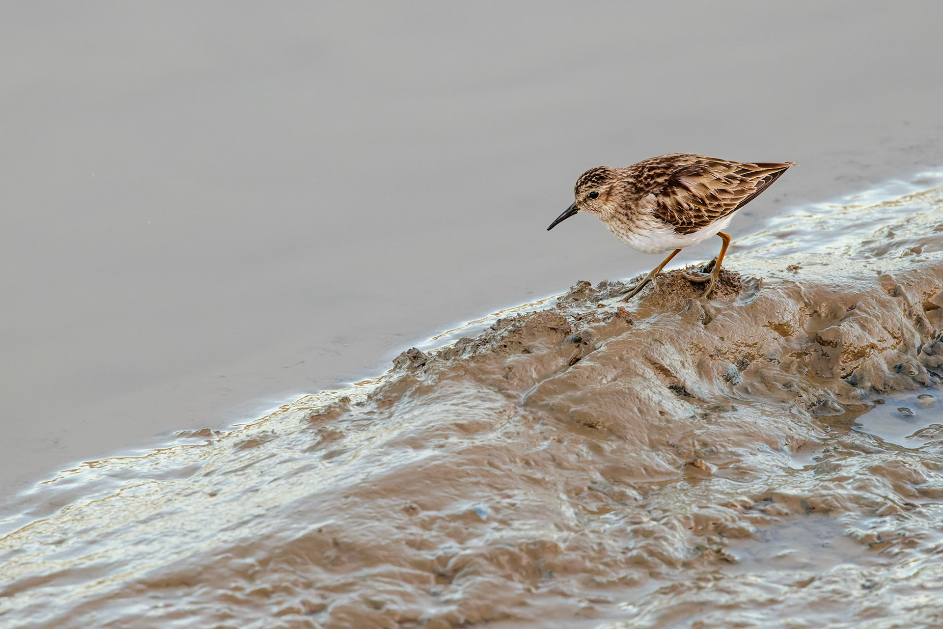 Least Sandpiper