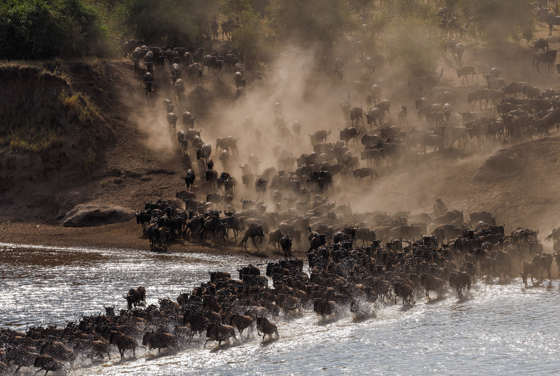 Wildebeest river crossing Sept 5