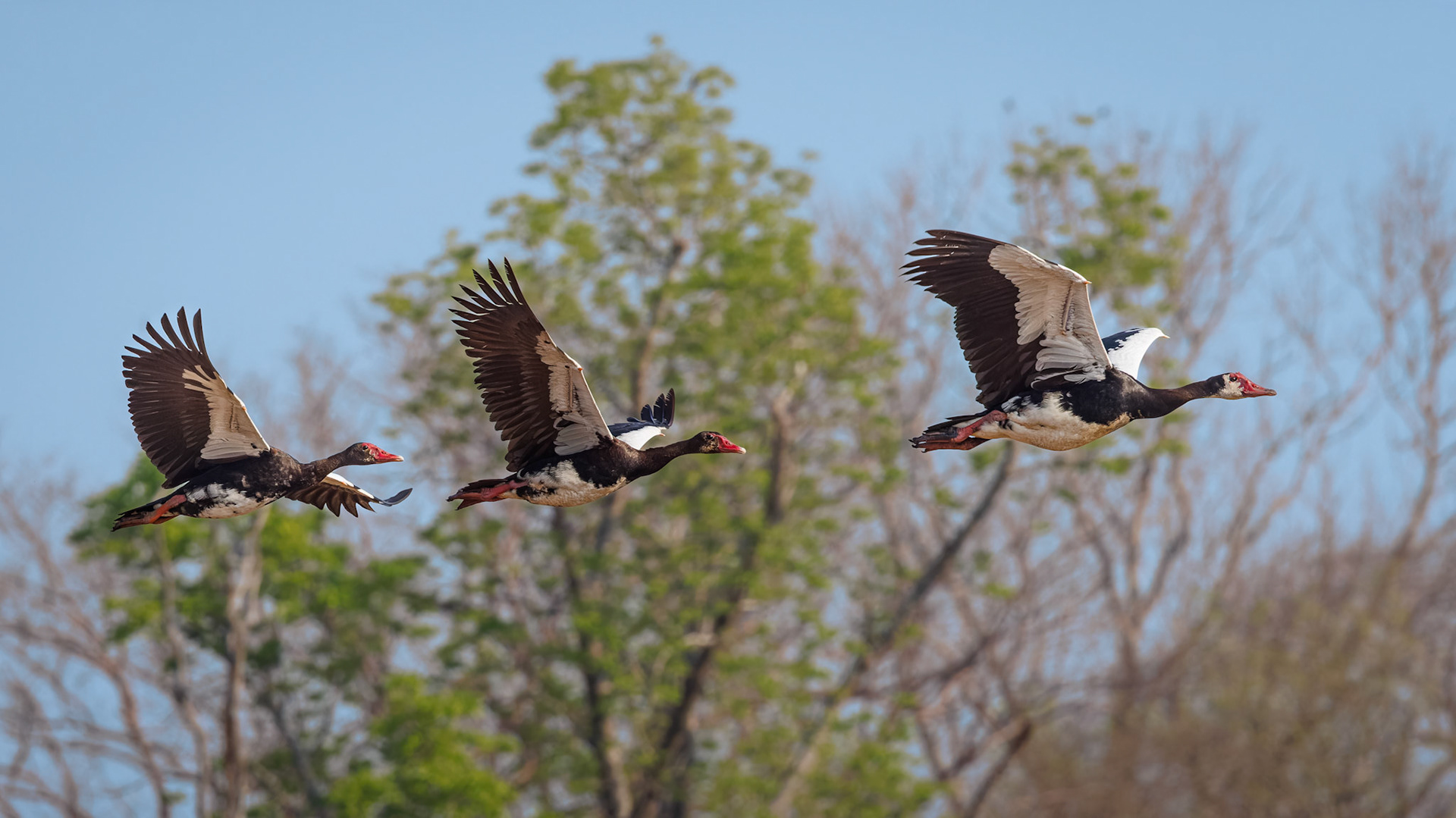 Spur-winged Geese