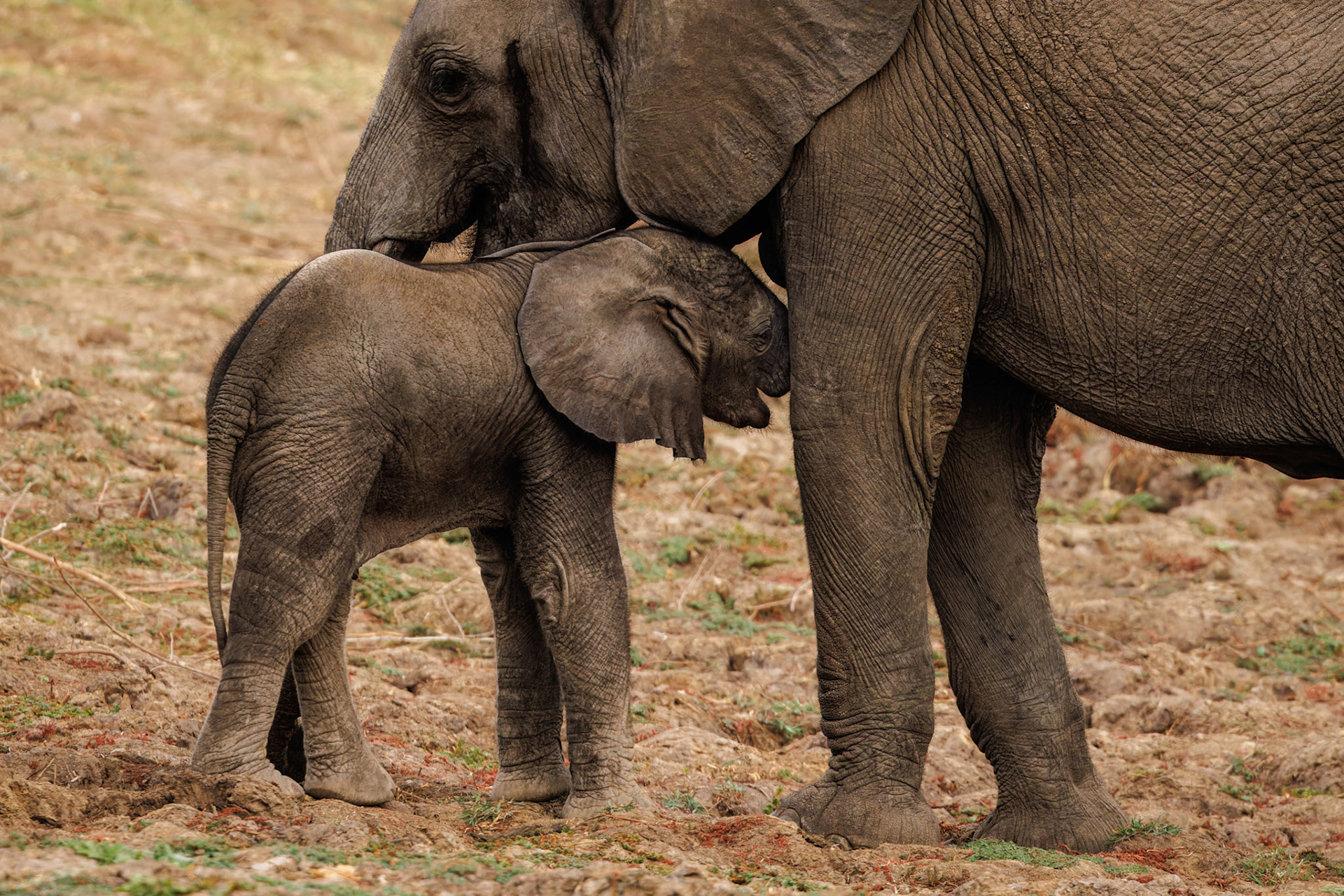 Elephant with baby