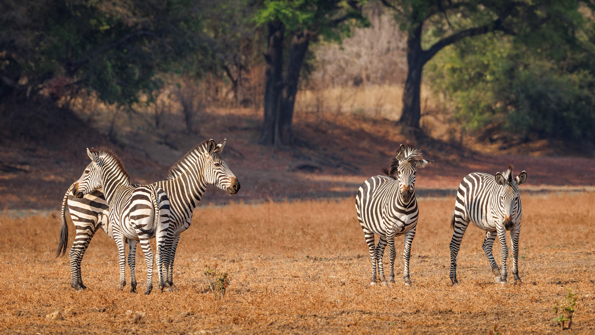Crawshay's Zebras