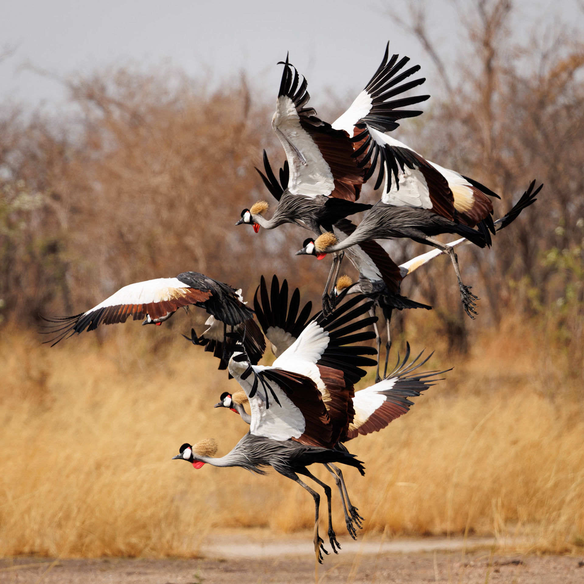 Grey Crowned Cranes taking flight