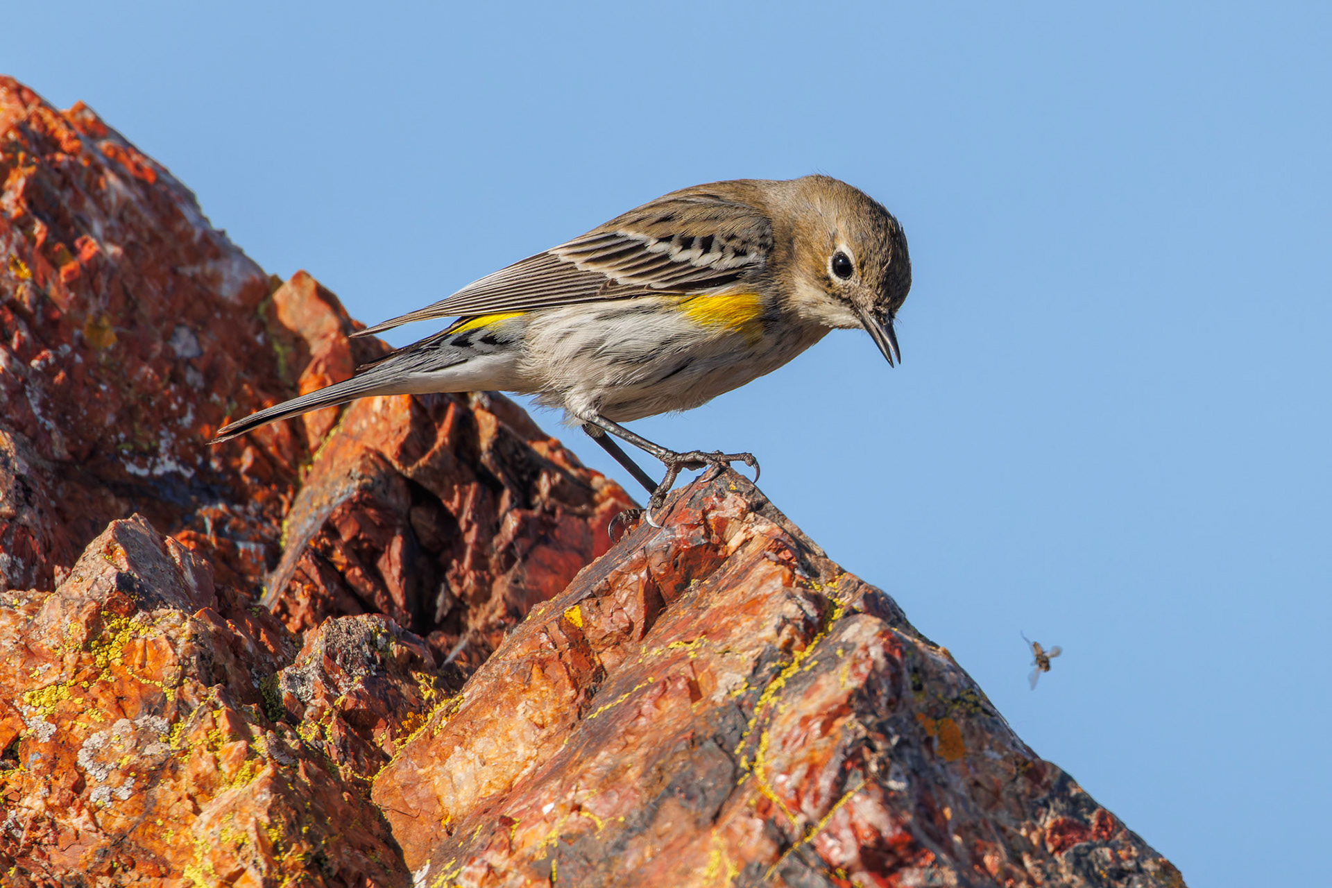 Yellow-rumped Warbler eyeing fly