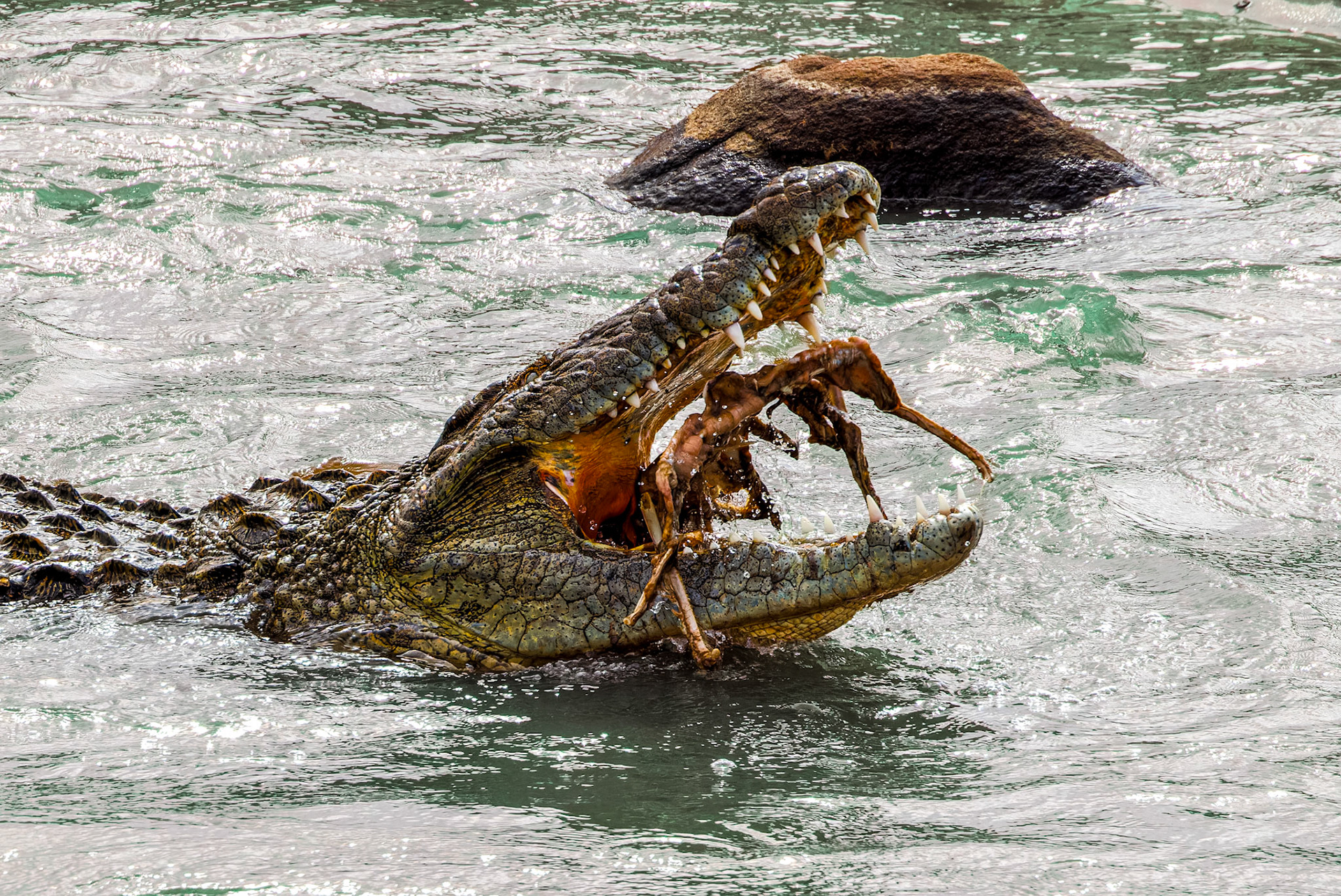 Nile Crocodile with Wildebeest kill