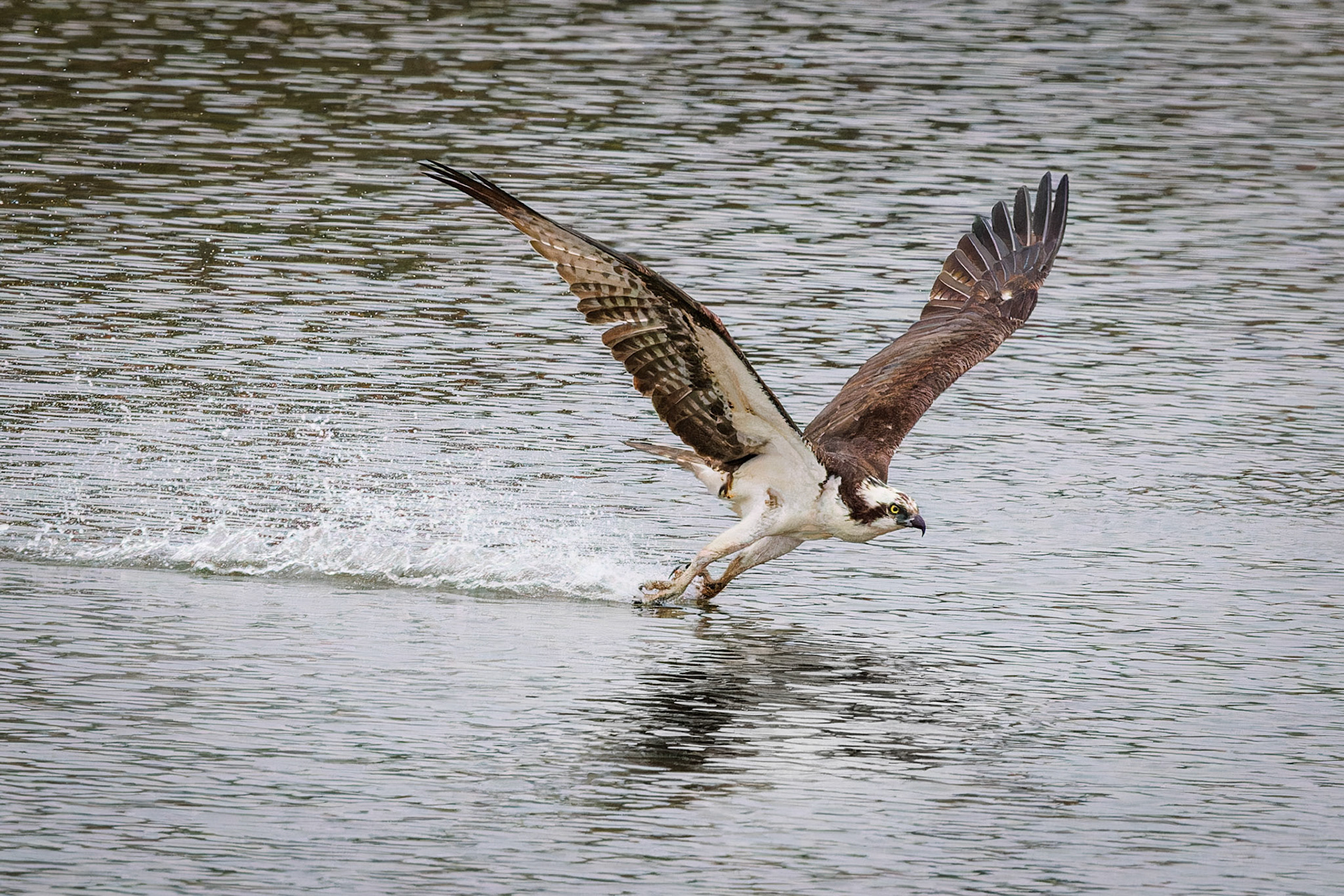 Osprey cleaning talons