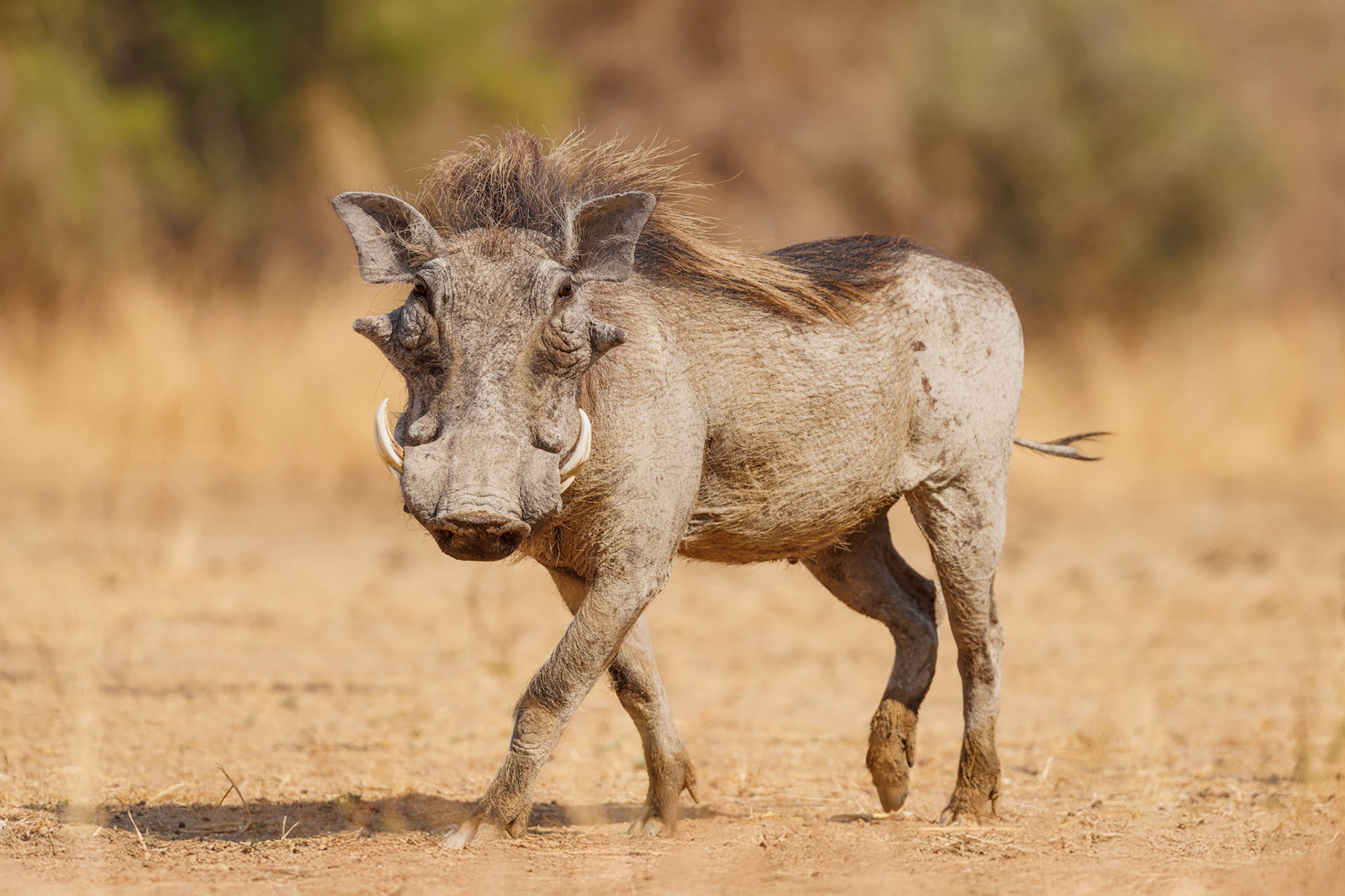 Warthog