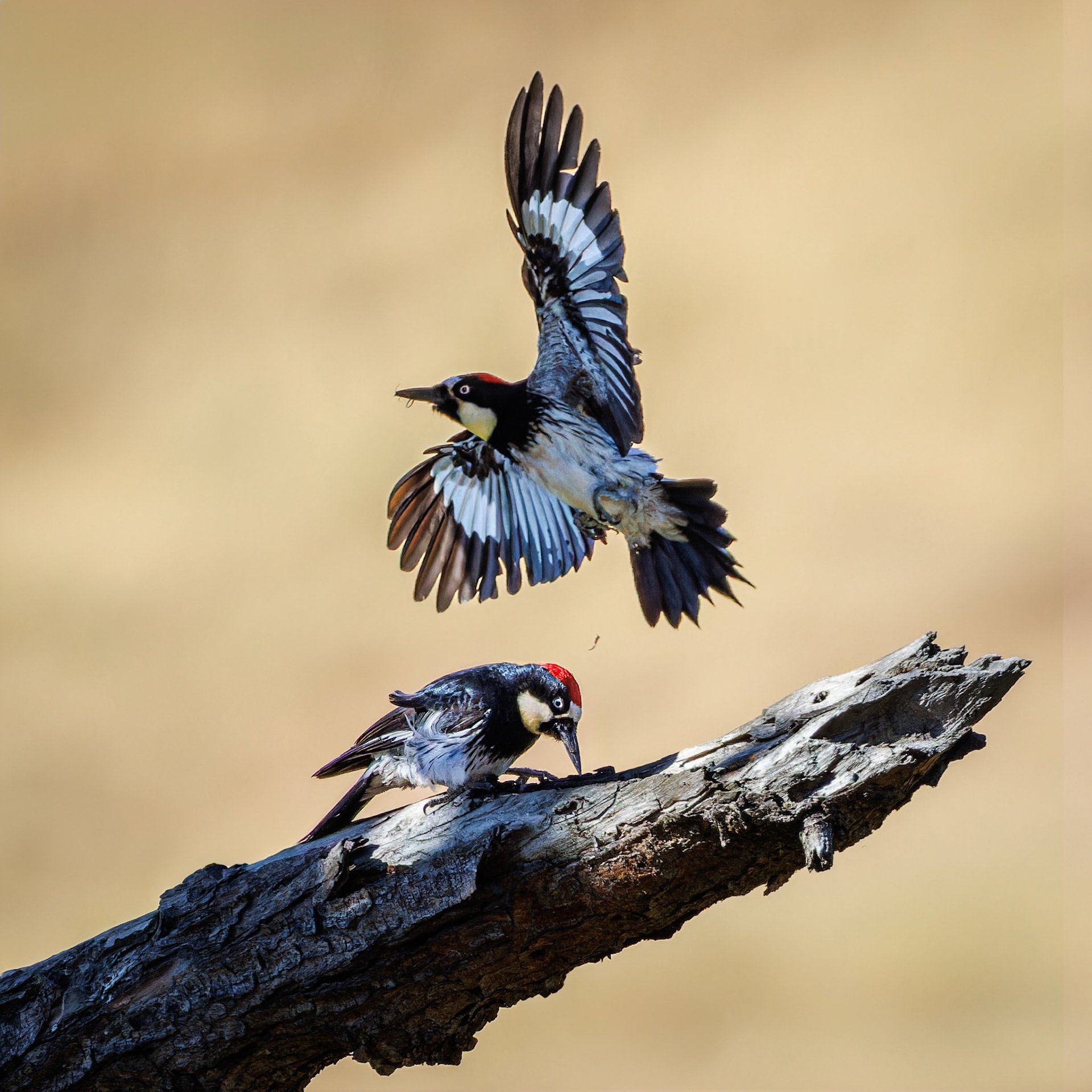 Acorn Woodpeckers