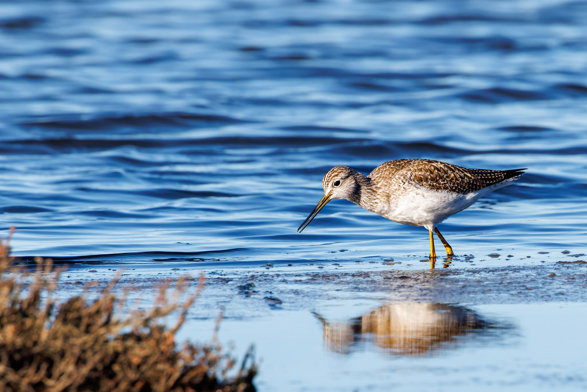 Greater Yellowlegs