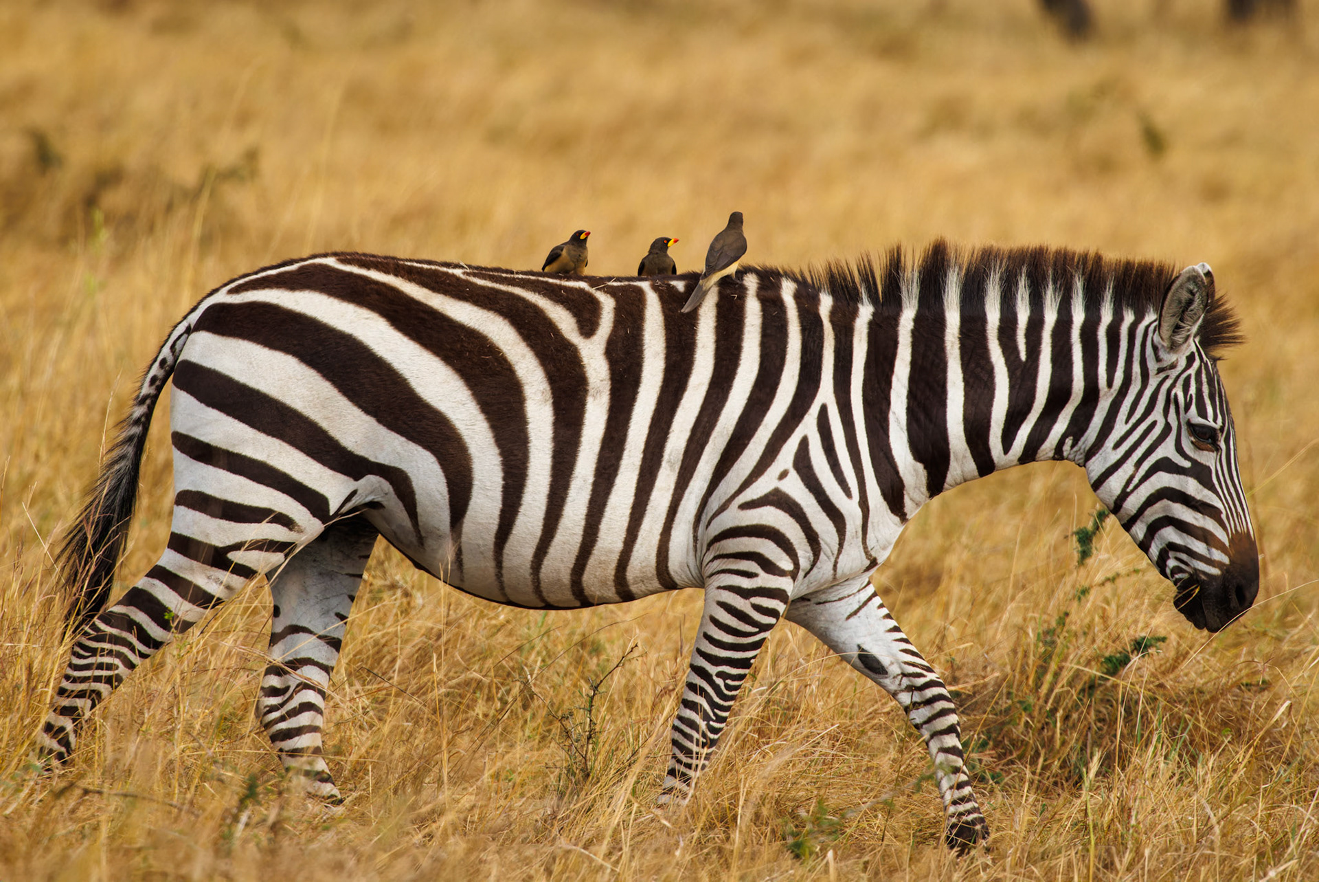 Red-billed Oxpeckers on Zebra