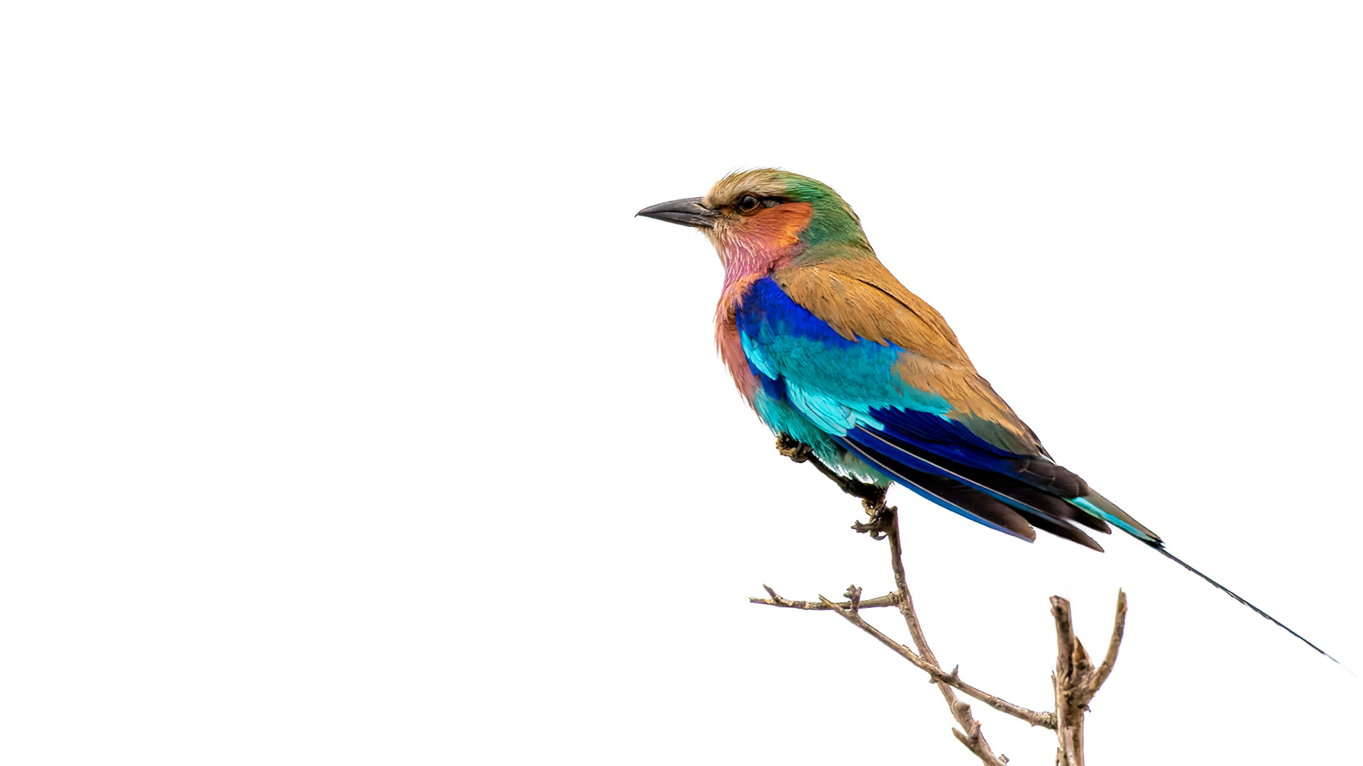 Lilac Breasted Roller
