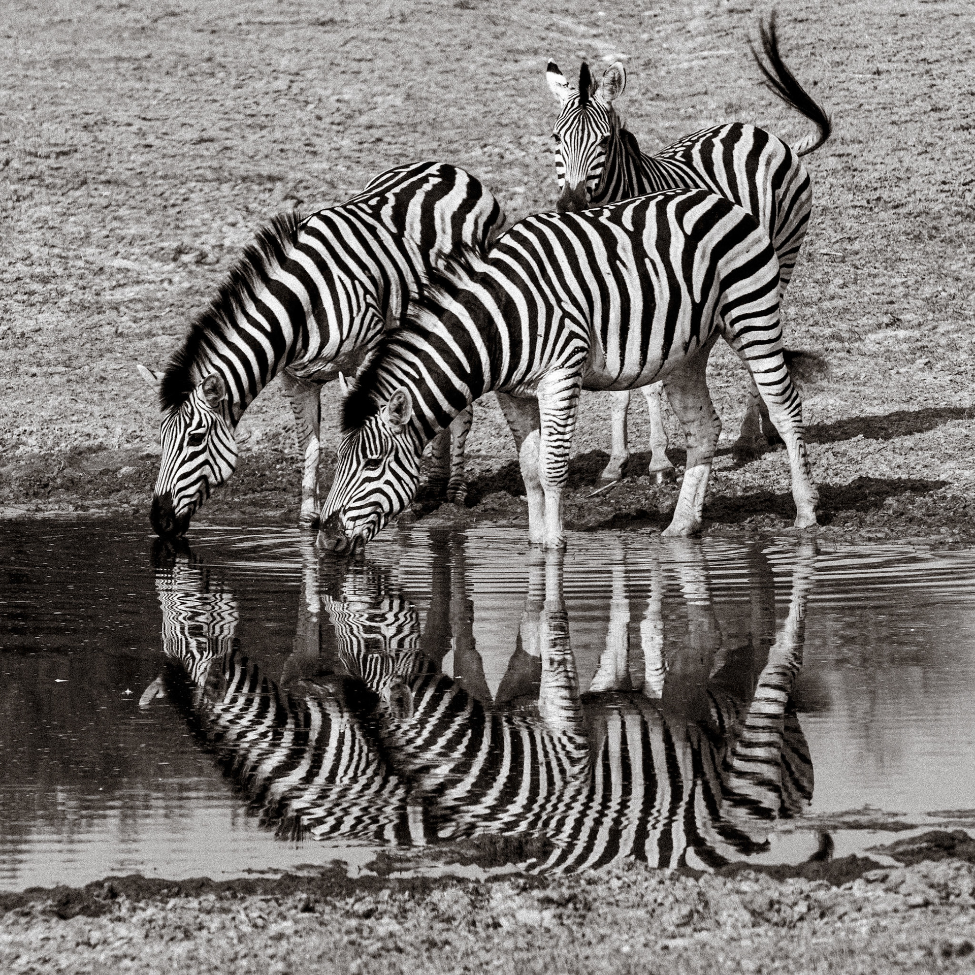 Zebras reflecting