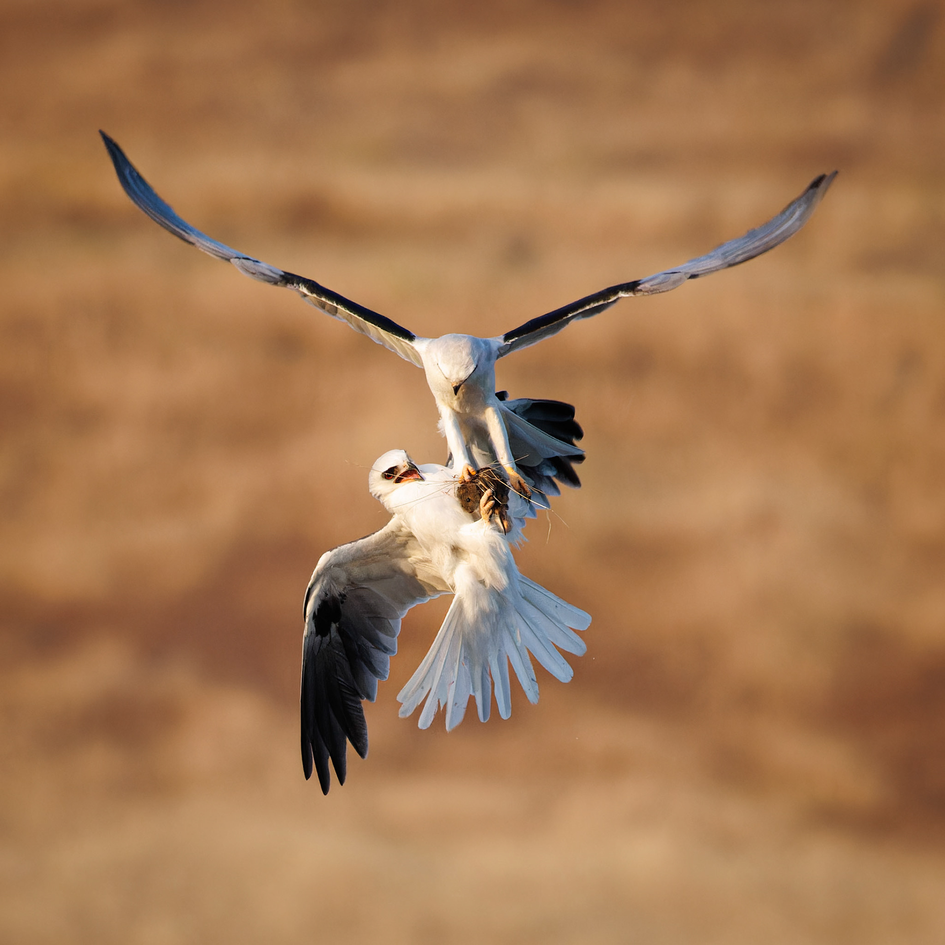 White-tailed Kites exchanging food