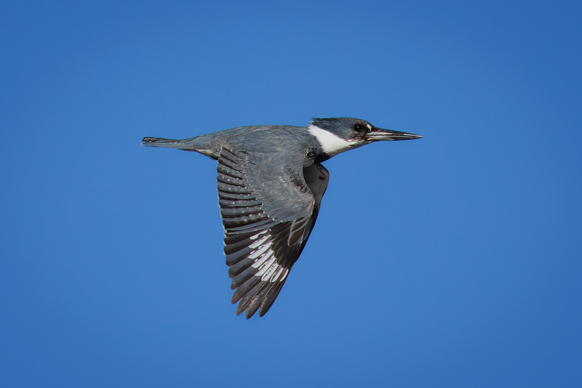 Belted Kingfisher