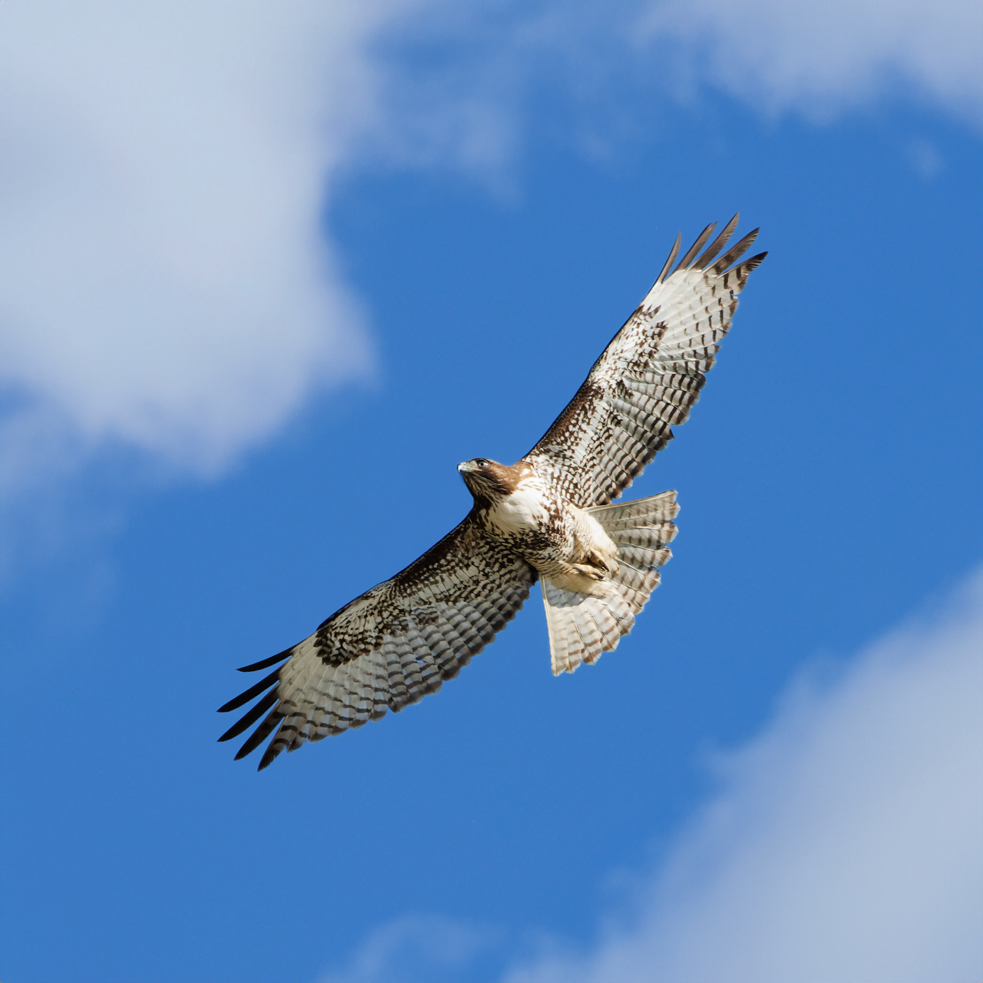 Red-tailed Hawk - juvenile