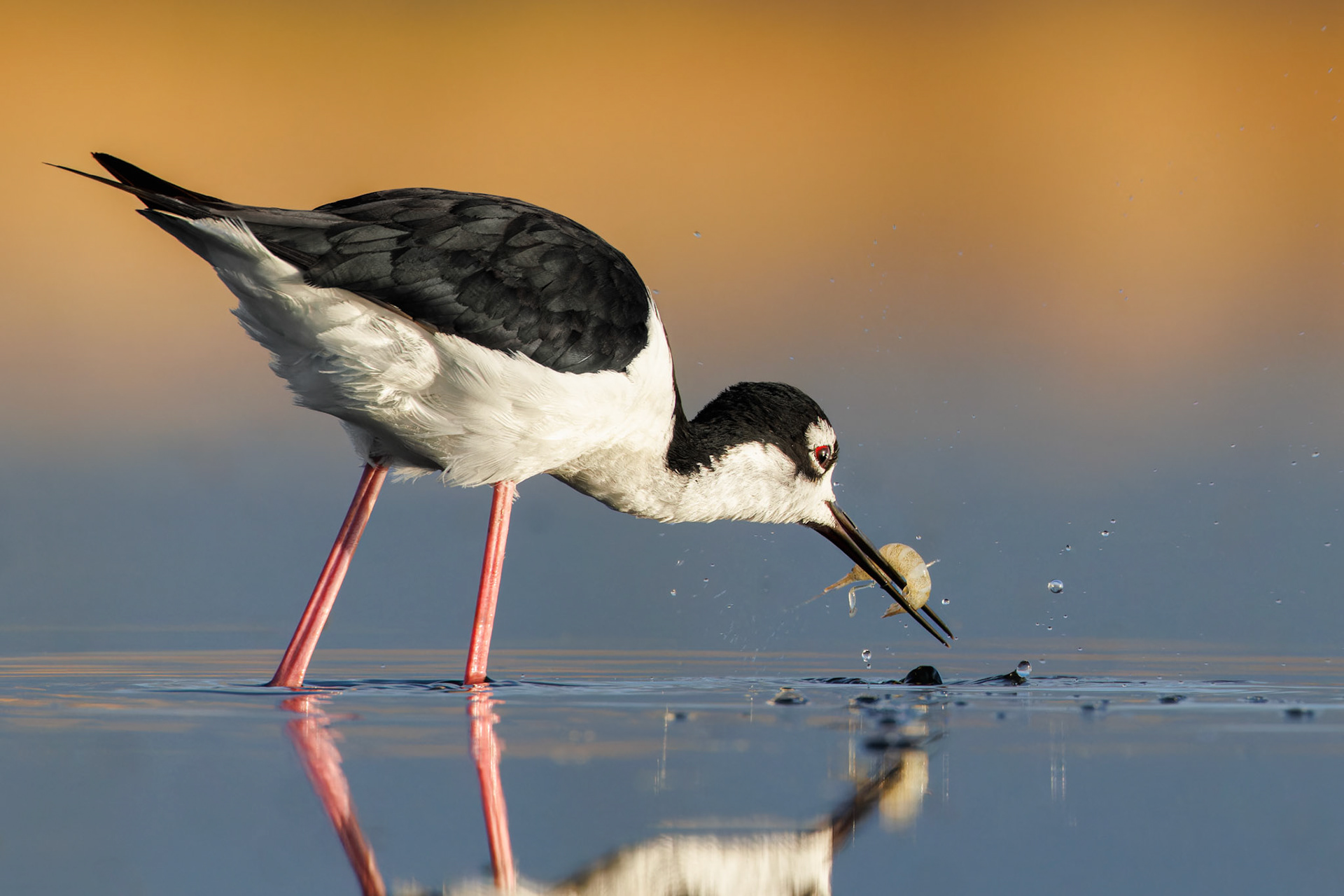 Black-necked Stilt catching shrimp