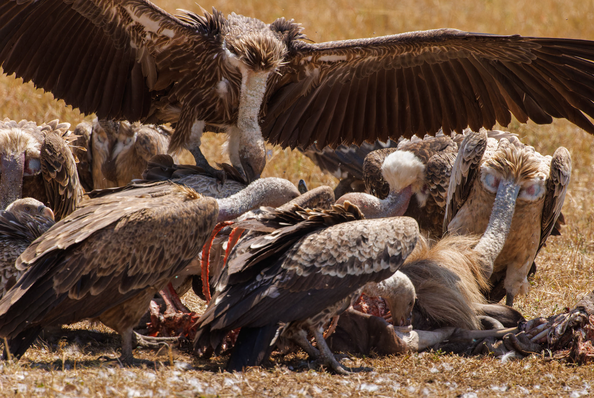 Vultures feeding